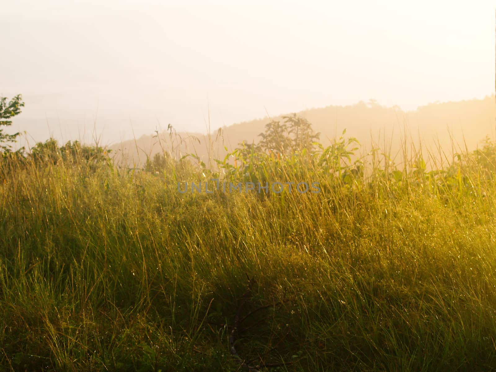 Field of grass during sunrise from Chaeng hill, Chiang rai by gururugu