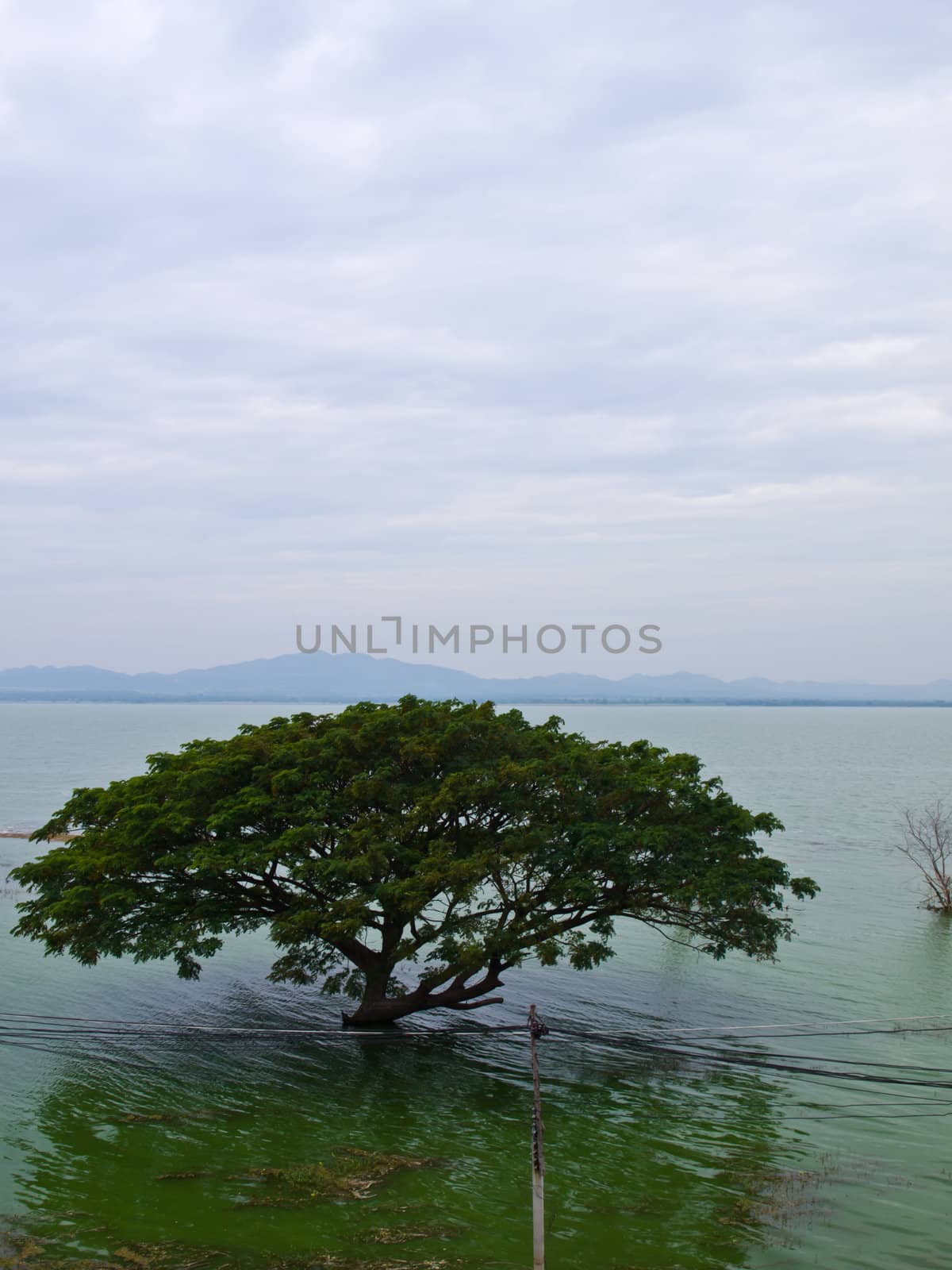 Tree in a lake