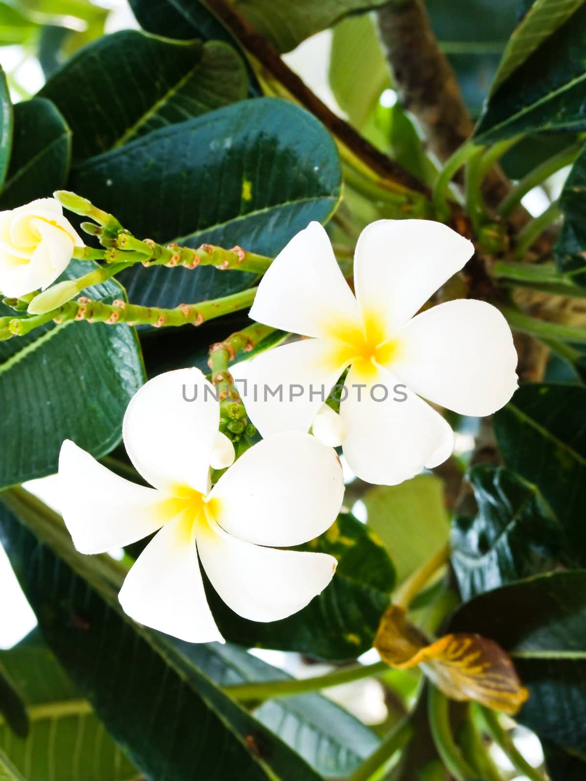 Plumeria flowers closeup on nature