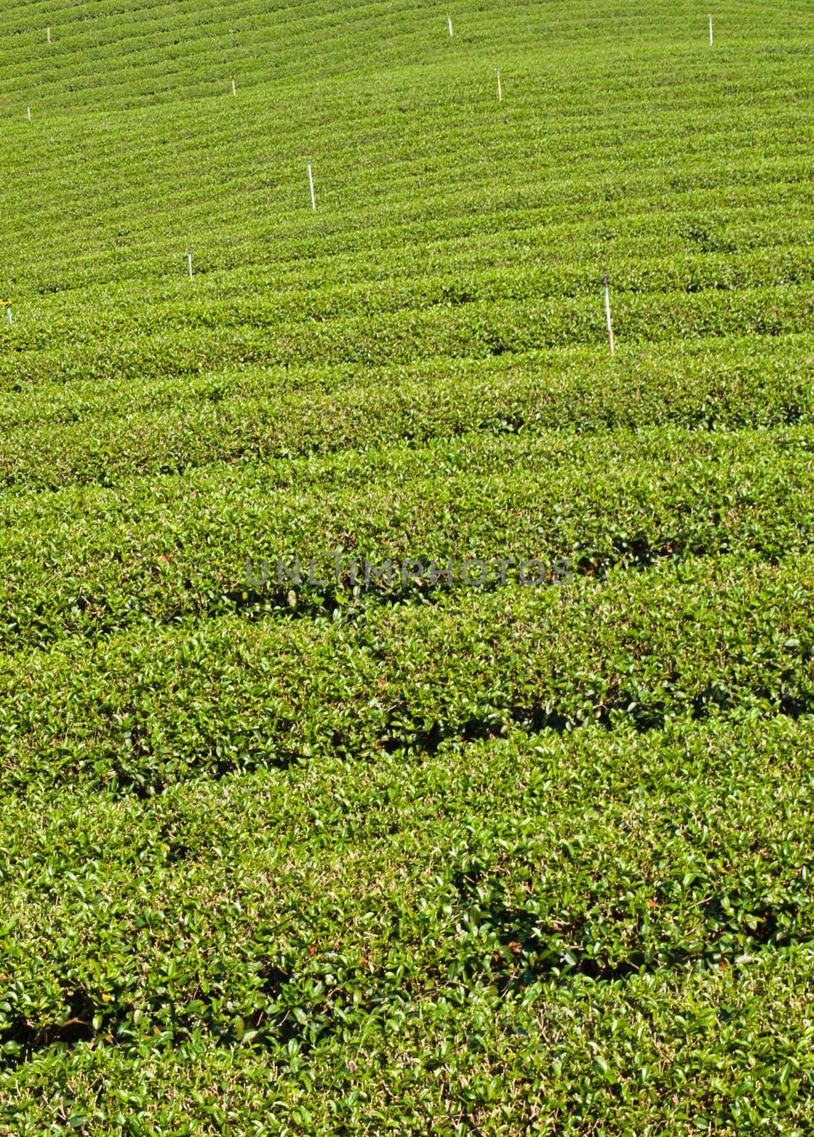 Tea plantation on Mae Salong hill, Chiang rai, Thailand by gururugu