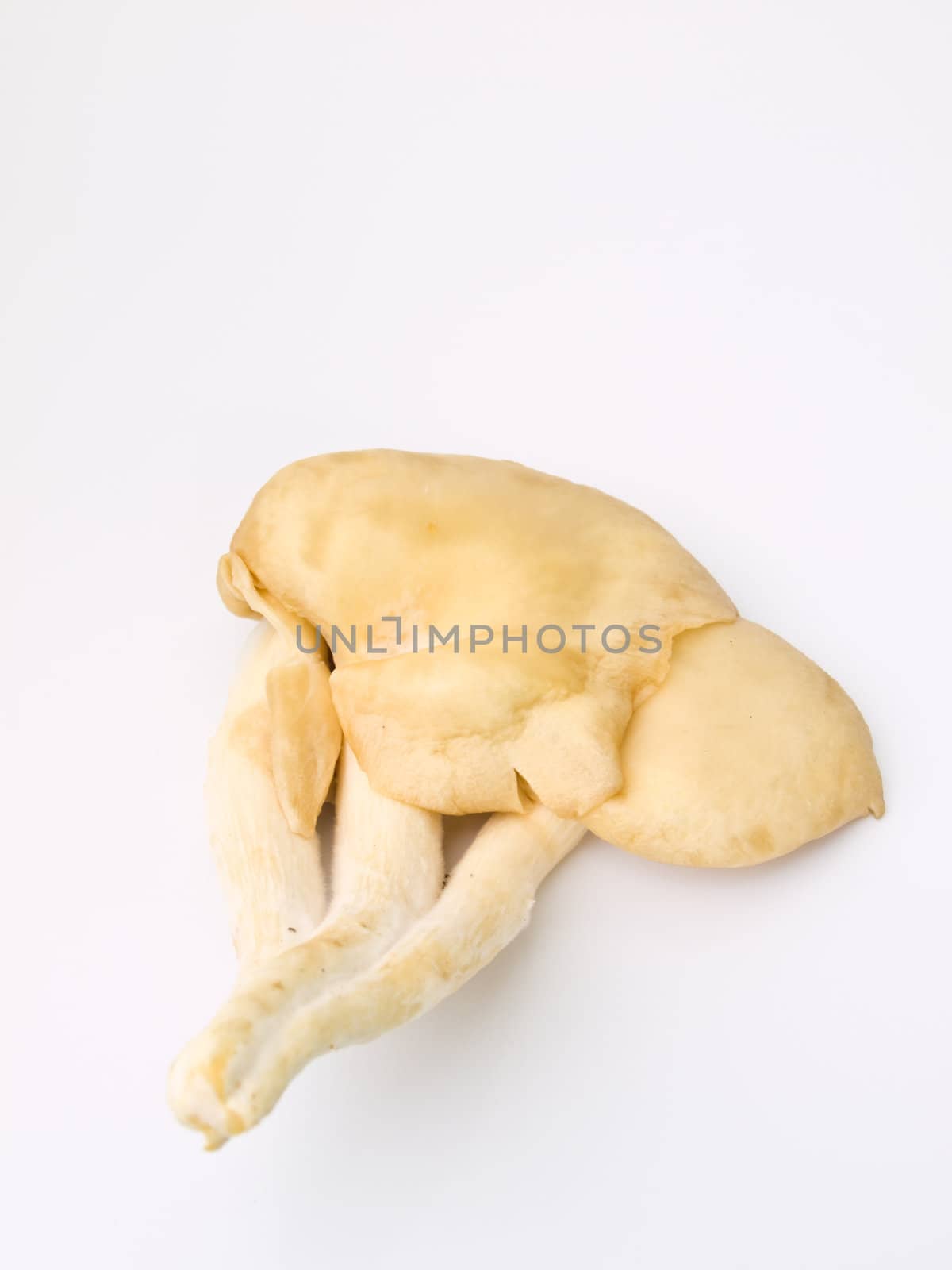 Sarjor-caju Mushroom , Pleurotus sajor-caju(Fr.) Sing , isolated on white background