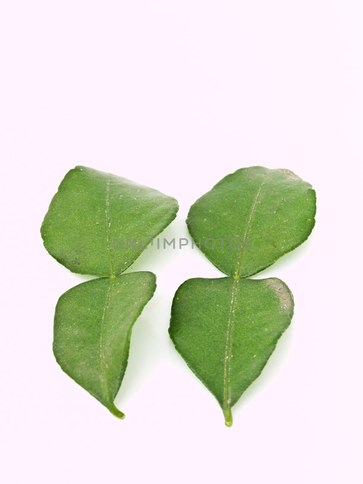 Bergamot leaves isolated on white background