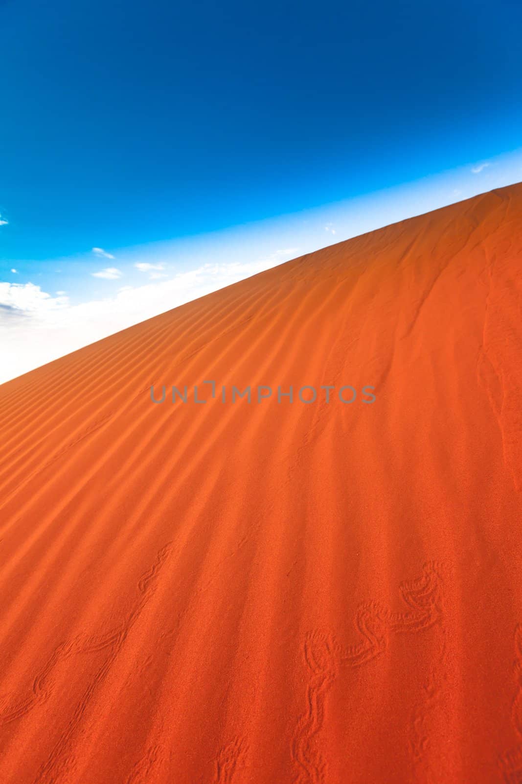 Animal tracks in red sand dune by hangingpixels
