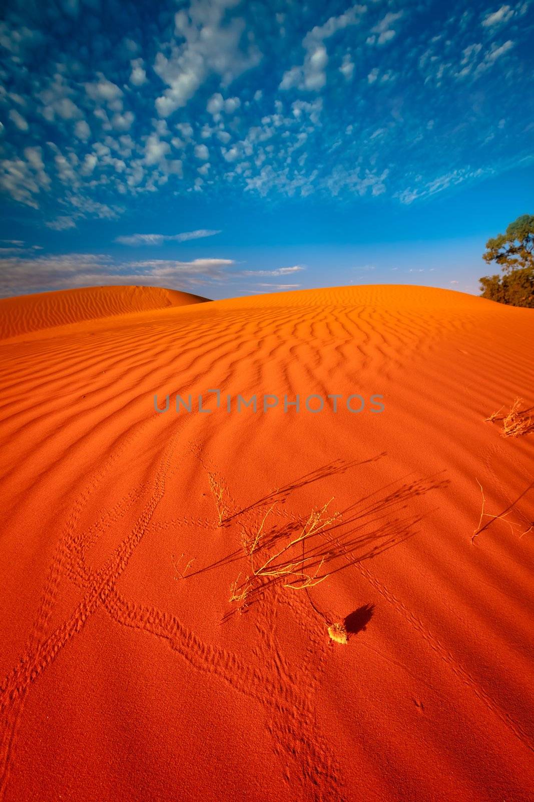 Animal tracks in red sand dune by hangingpixels