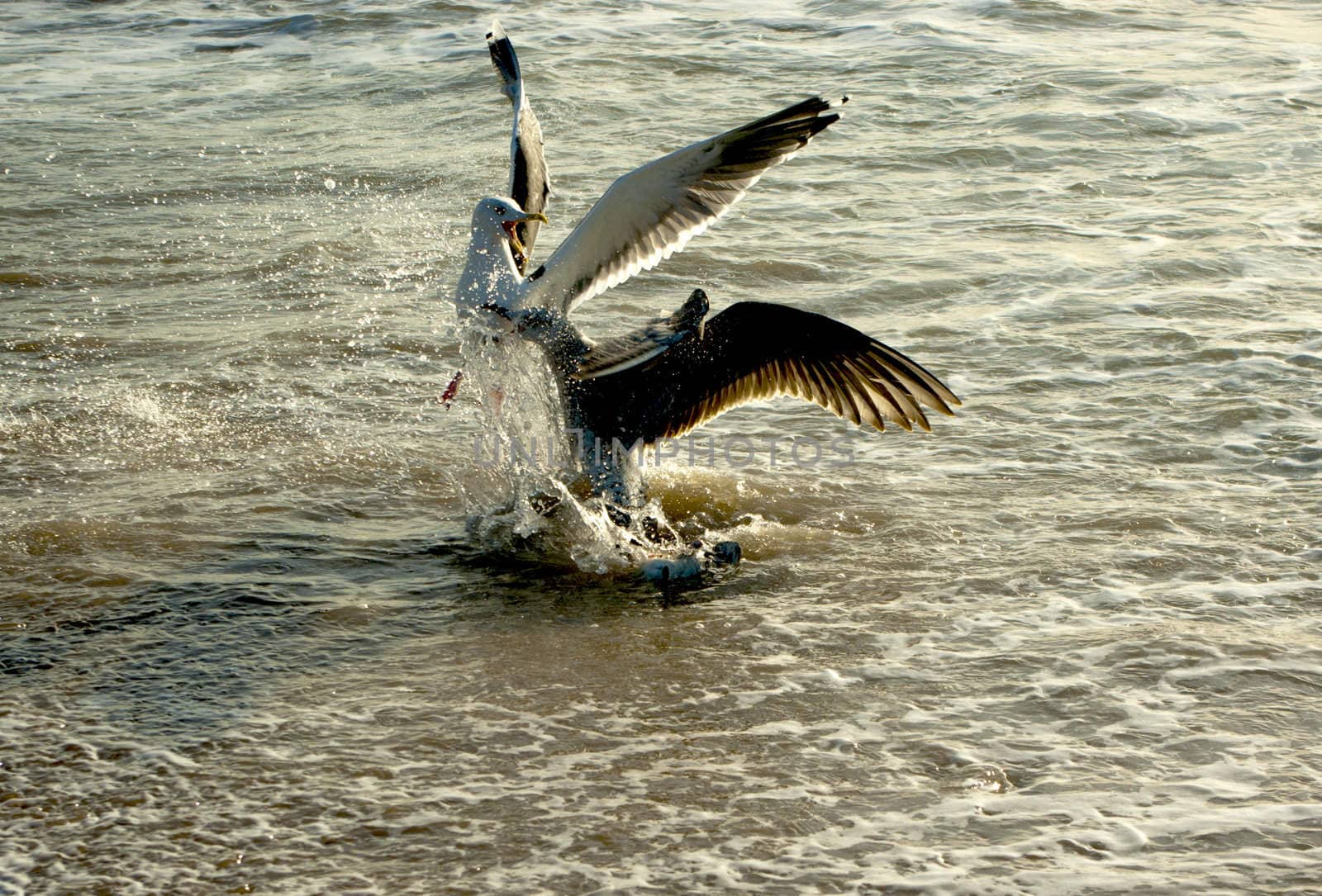 Seagulls fighting over scraps in the surf