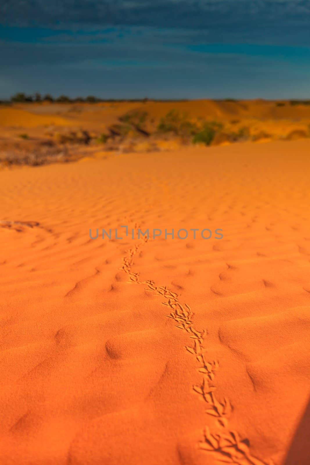 Red outback ripple sand dune desert with blue sky.