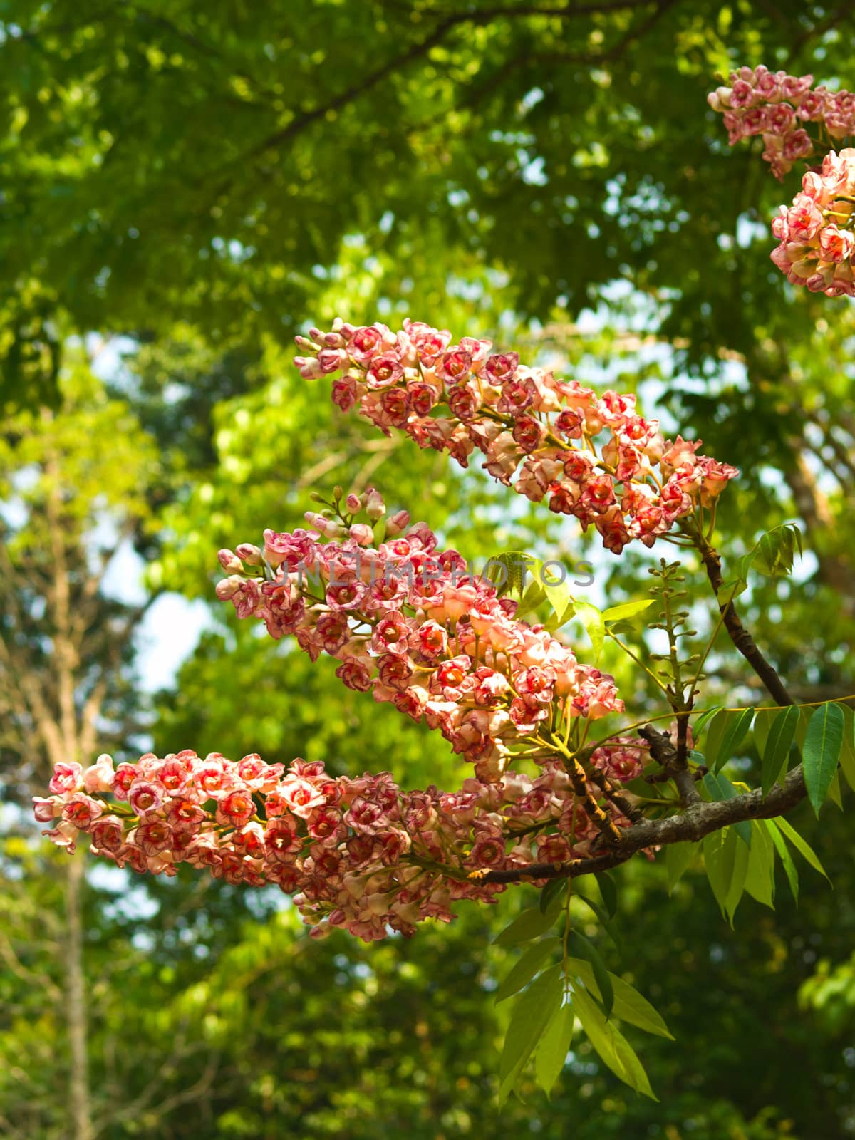 BRETSCHNEIDERA SINENSIS flower, Nan Thailand