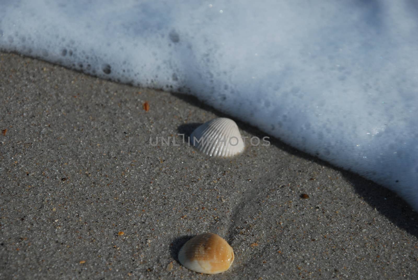 Two sea shells along the shore in North Carolina