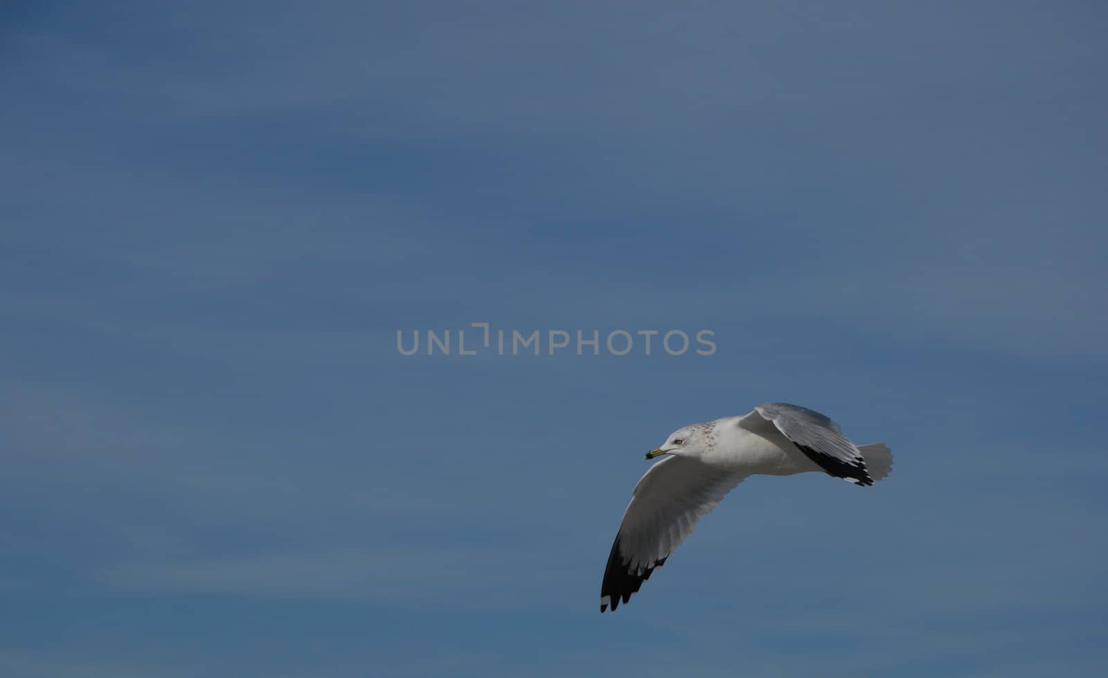 A seagull flying in the air during a bright day