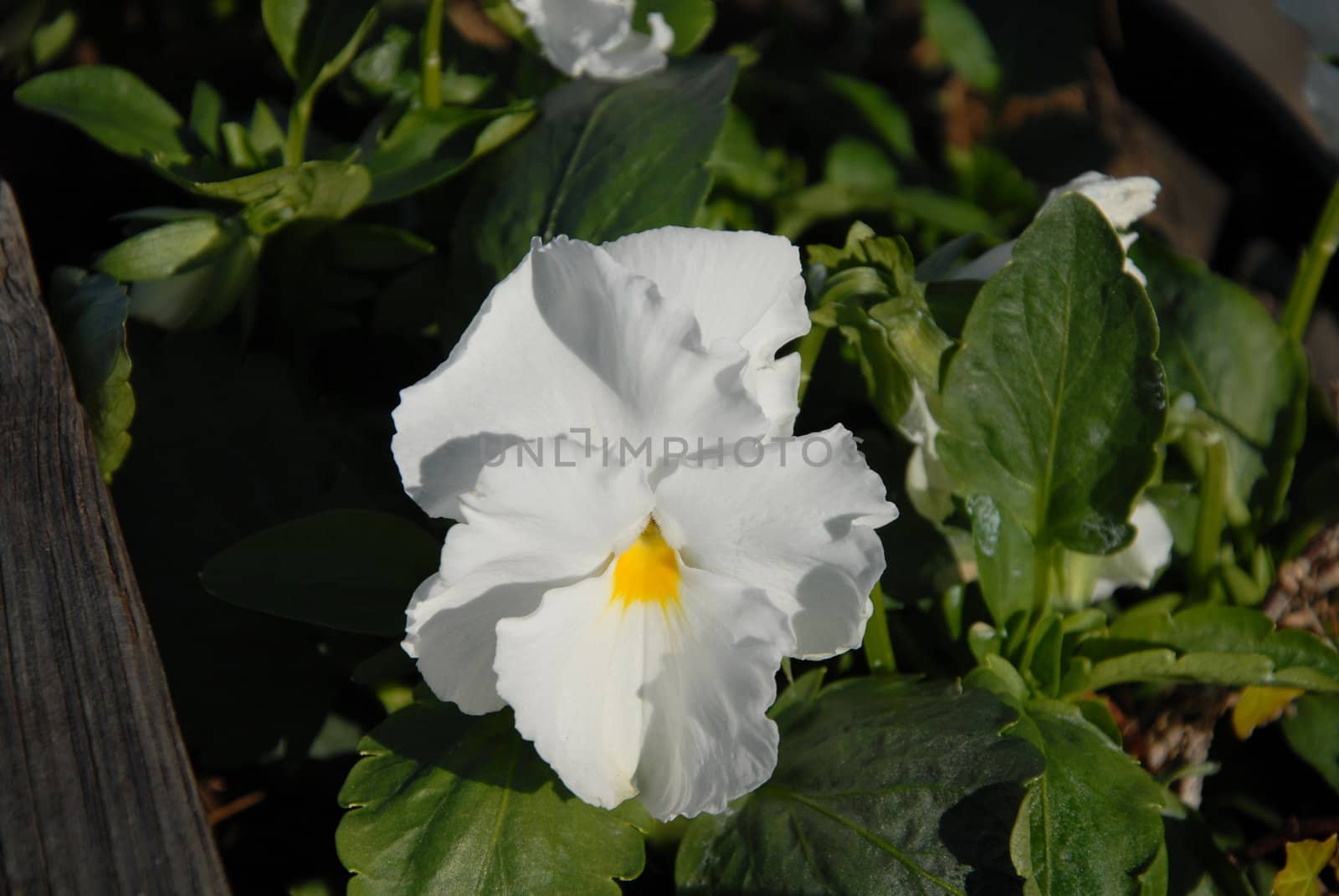 White flower by northwoodsphoto