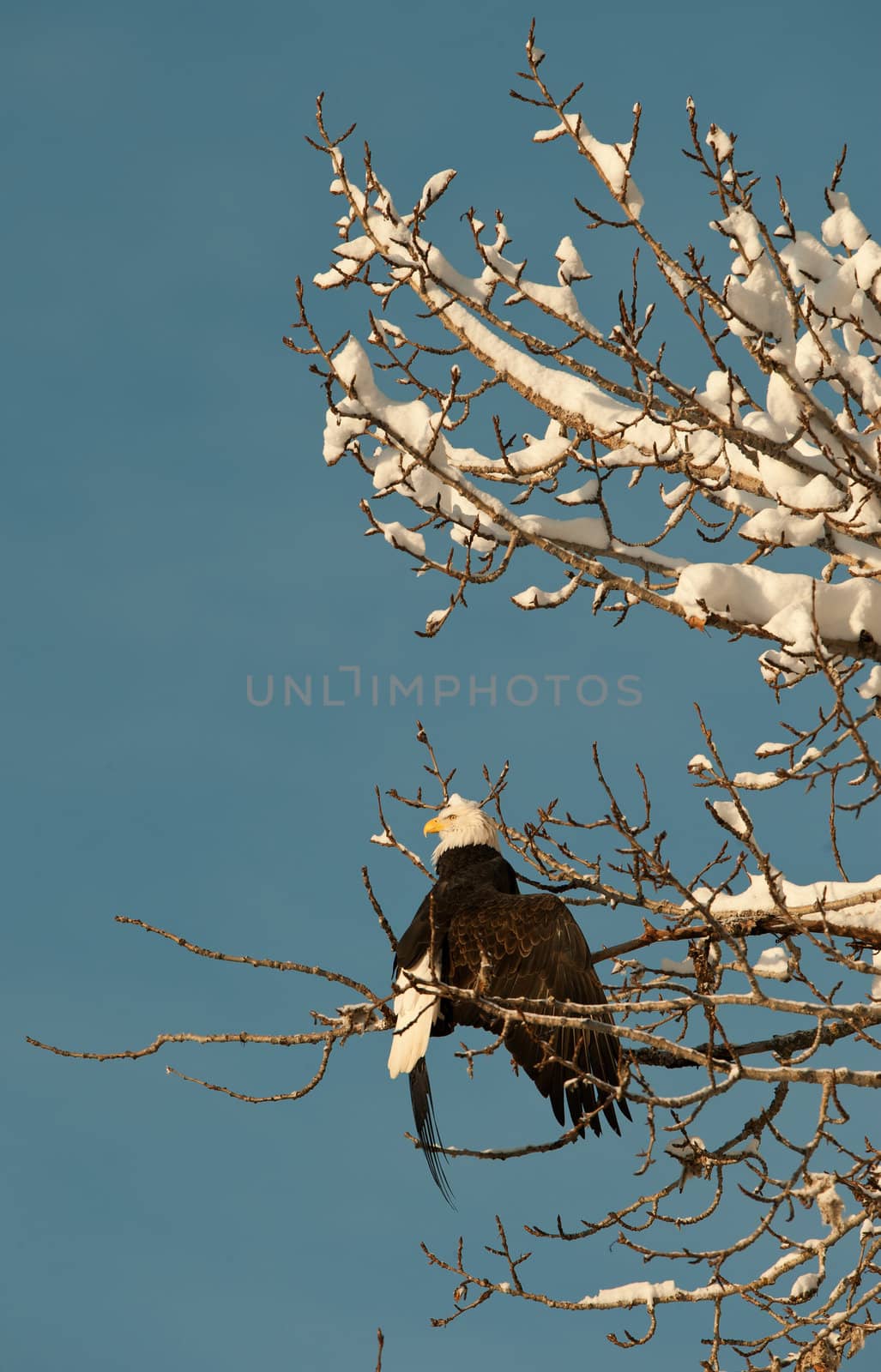 Portrait of an Bald eagle  sitting on a branch. Haliaeetus leucocephalus washingtoniensis.
