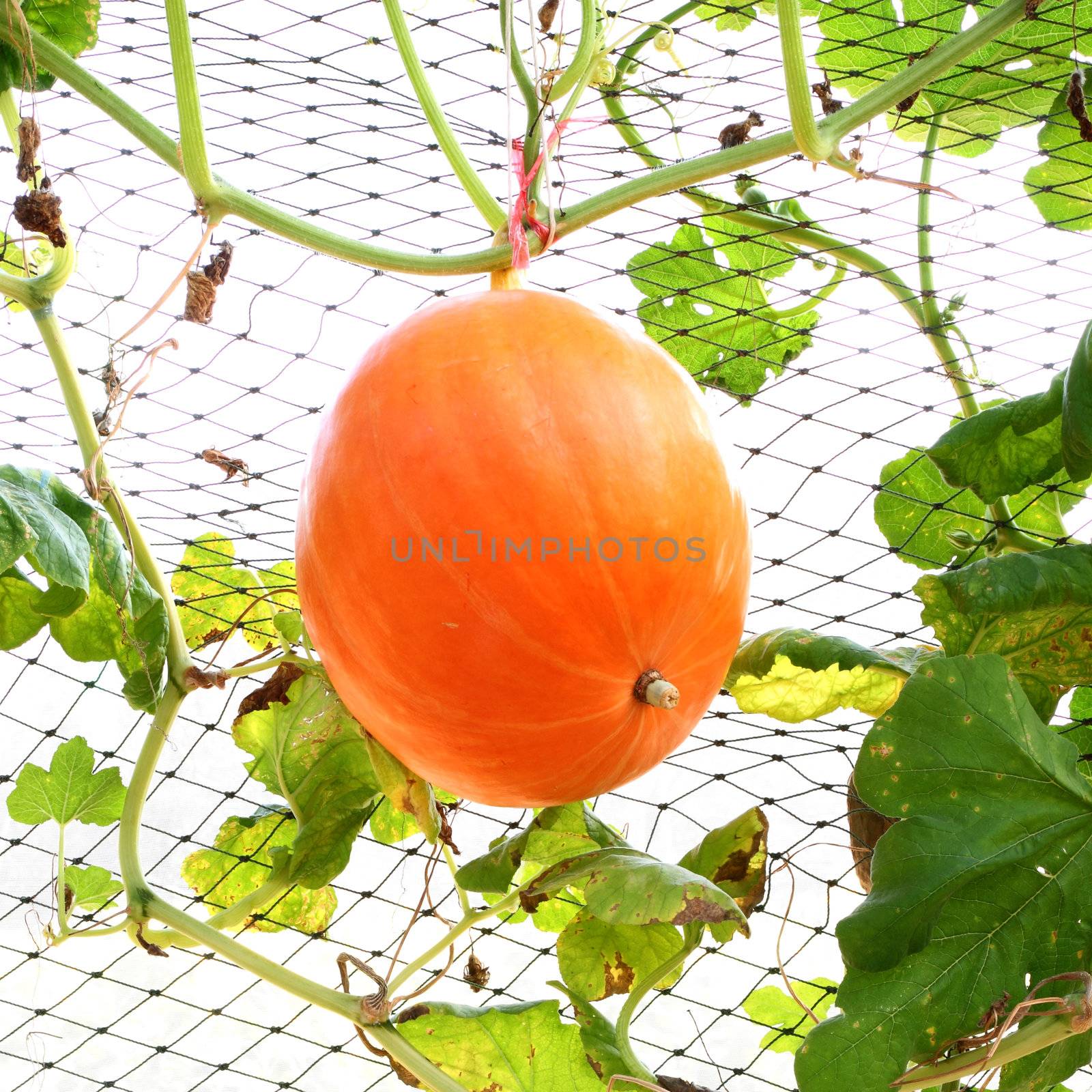 yellow pumpkin hanging by geargodz