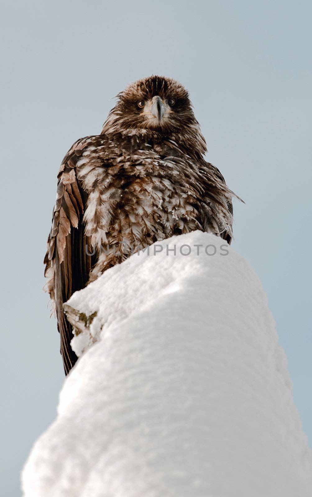 Portrait of an eagle sitting on a snow covered dead tree.Haliaeetus leucocephalus washingtoniensis.