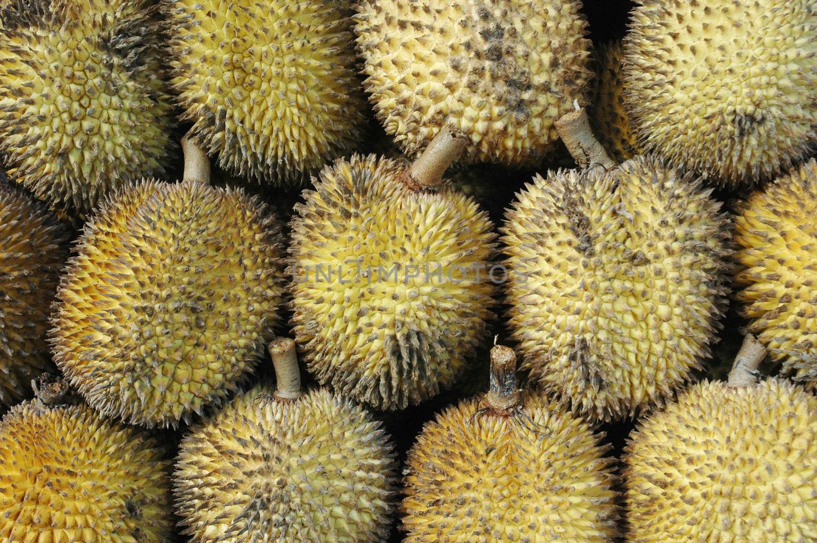 tropical fruits like durian fruit, with smaller size and yellow tropical fruit that is found only in Borneo Indonesia