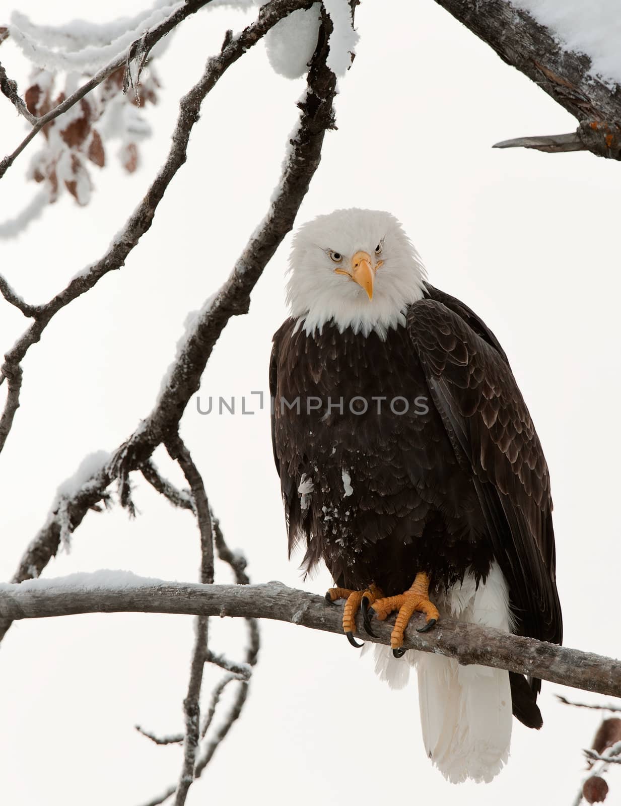 Portrait of an eagle of a dead tree sitting on a branch.Haliaeetus leucocephalus washingtoniensis.