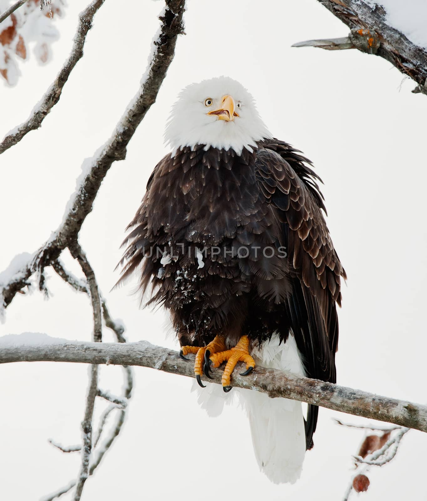 The shouting Bald eagle sits on a branch. by SURZ