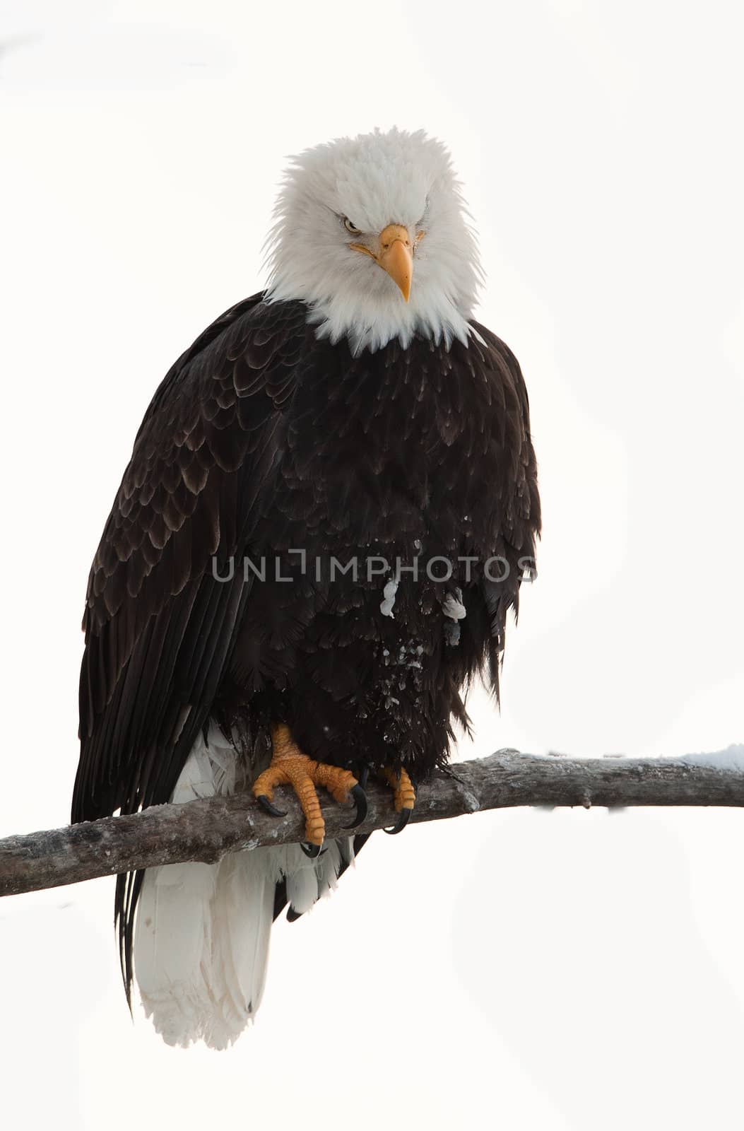 Portrait   Bald eagle (Haliaeetus leucocephalus washingtoniensis) sits on a branch.   Cut out on white background