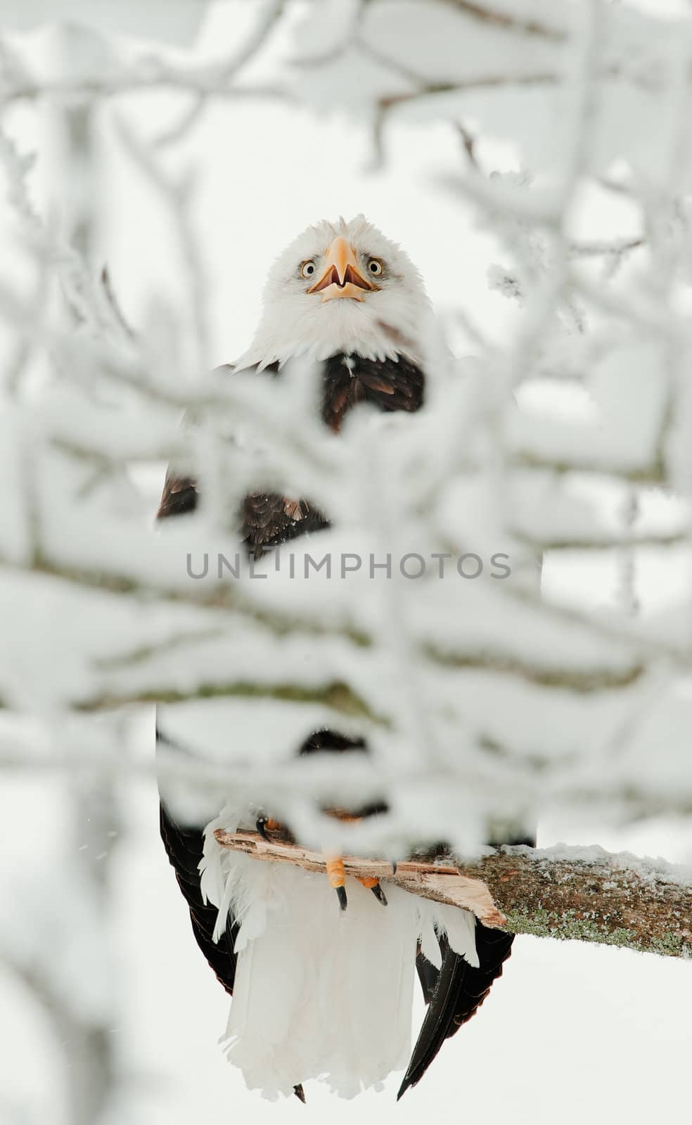 Bald eagle perched on branch by SURZ