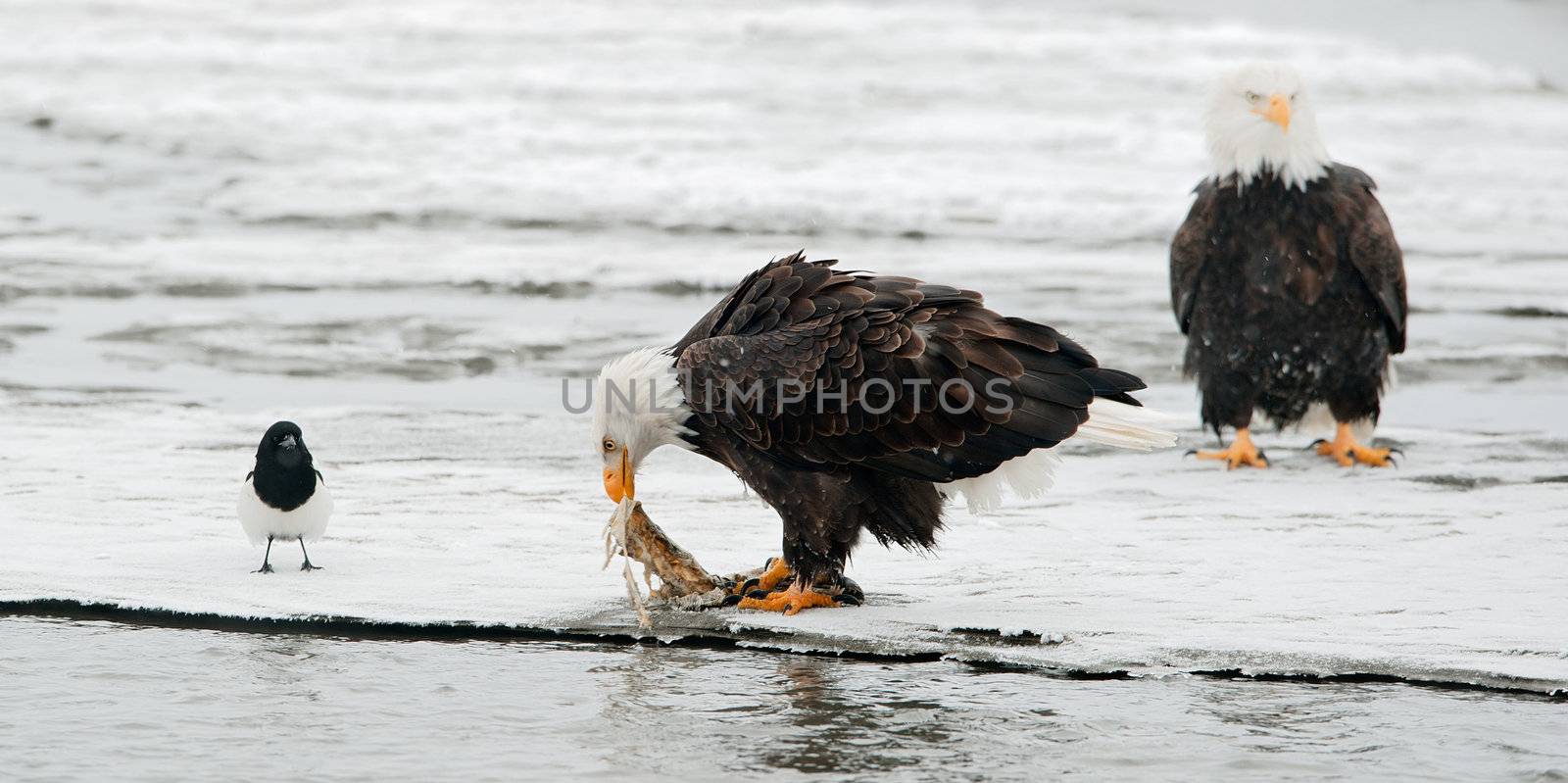 Bald Eagle feeding on the salmon with magpie.