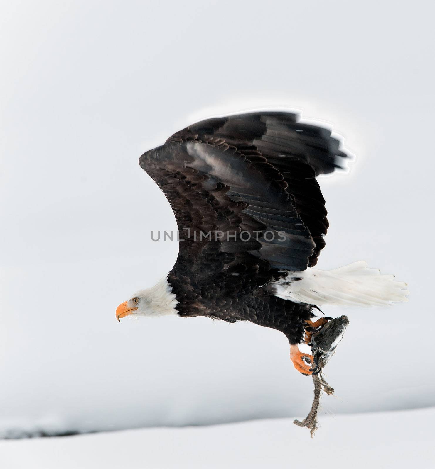 Flying Bald eagle with the fish clamped in claws.Haliaeetus leucocephalus washingtoniensis