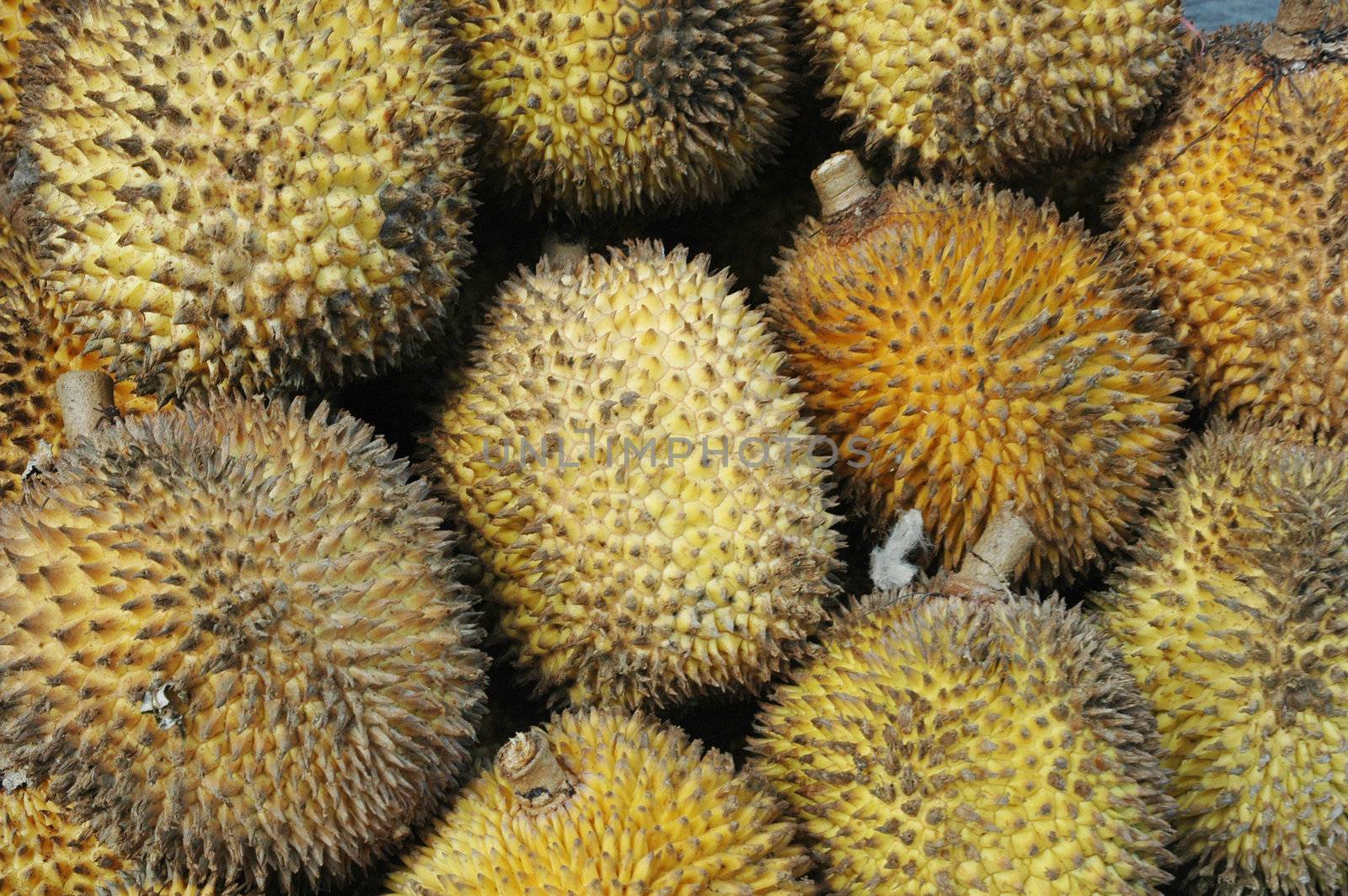 tropical fruits like durian fruit, with smaller size and yellow tropical fruit that is found only in Borneo Indonesia