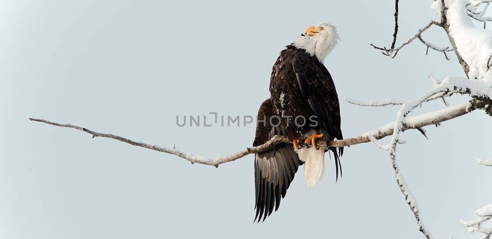 Portrait of an eagle of a dead tree sitting on a branch.Haliaeetus leucocephalus washingtoniensis.