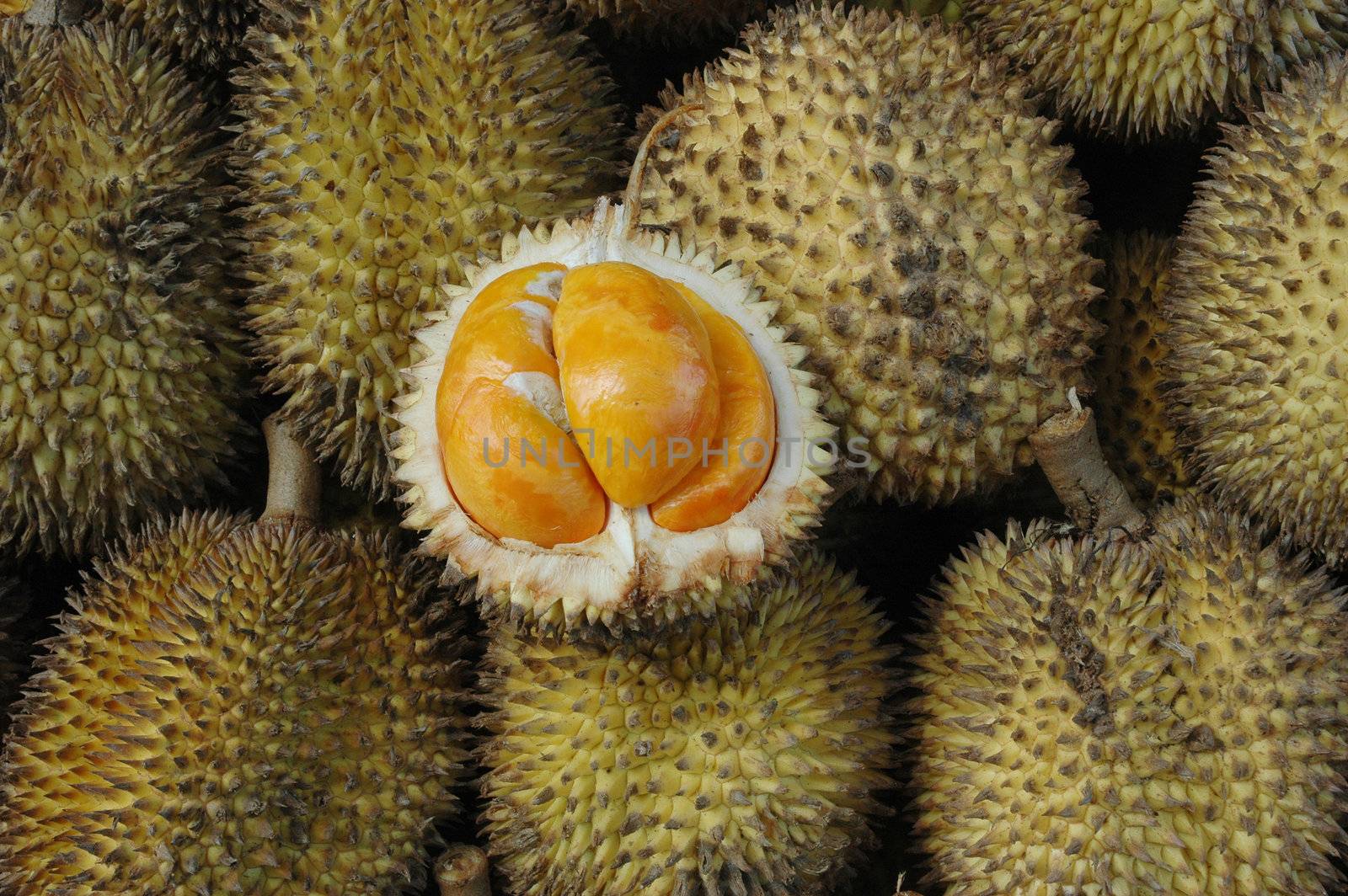 tropical fruits like durian fruit, with smaller size and yellow tropical fruit that is found only in Borneo Indonesia