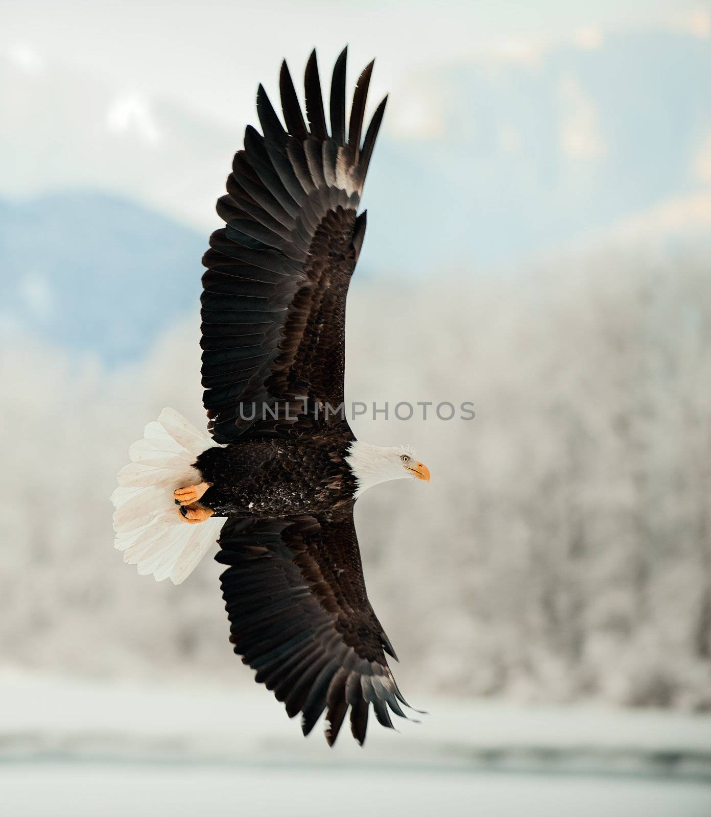 Flying Bald Eagle. Snow covered mountains. Alaska Chilkat Bald Eagle Preserve, Alaska, USA