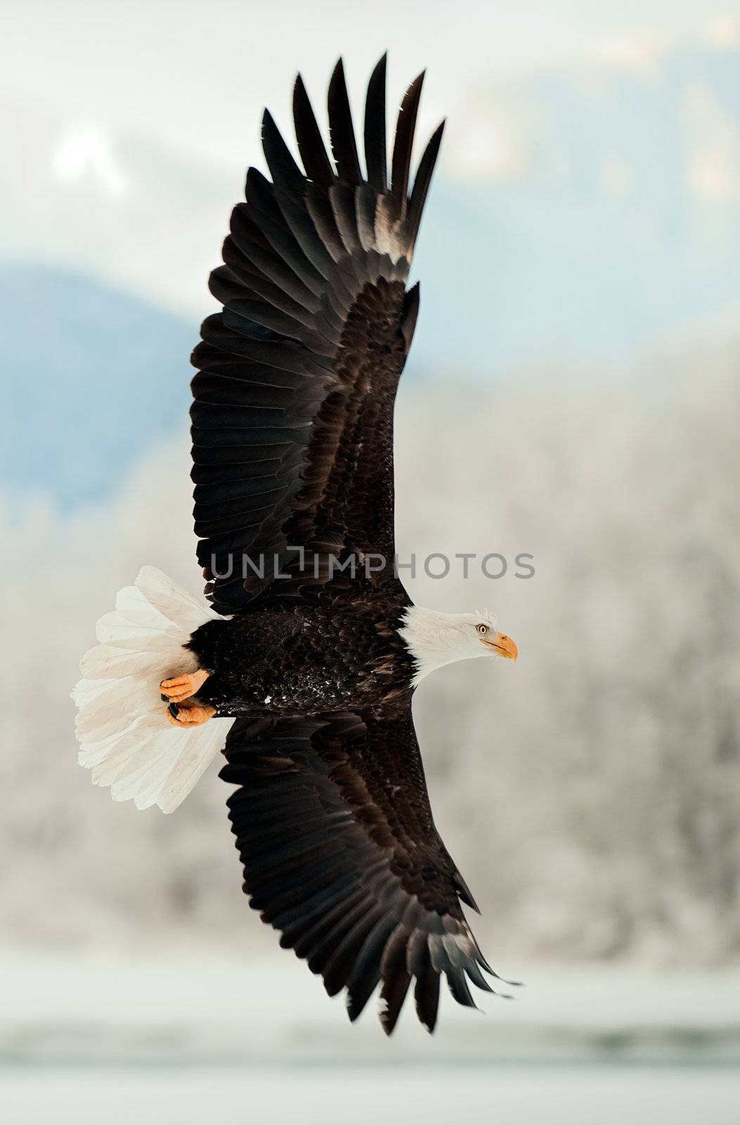 Flying Bald Eagle. by SURZ