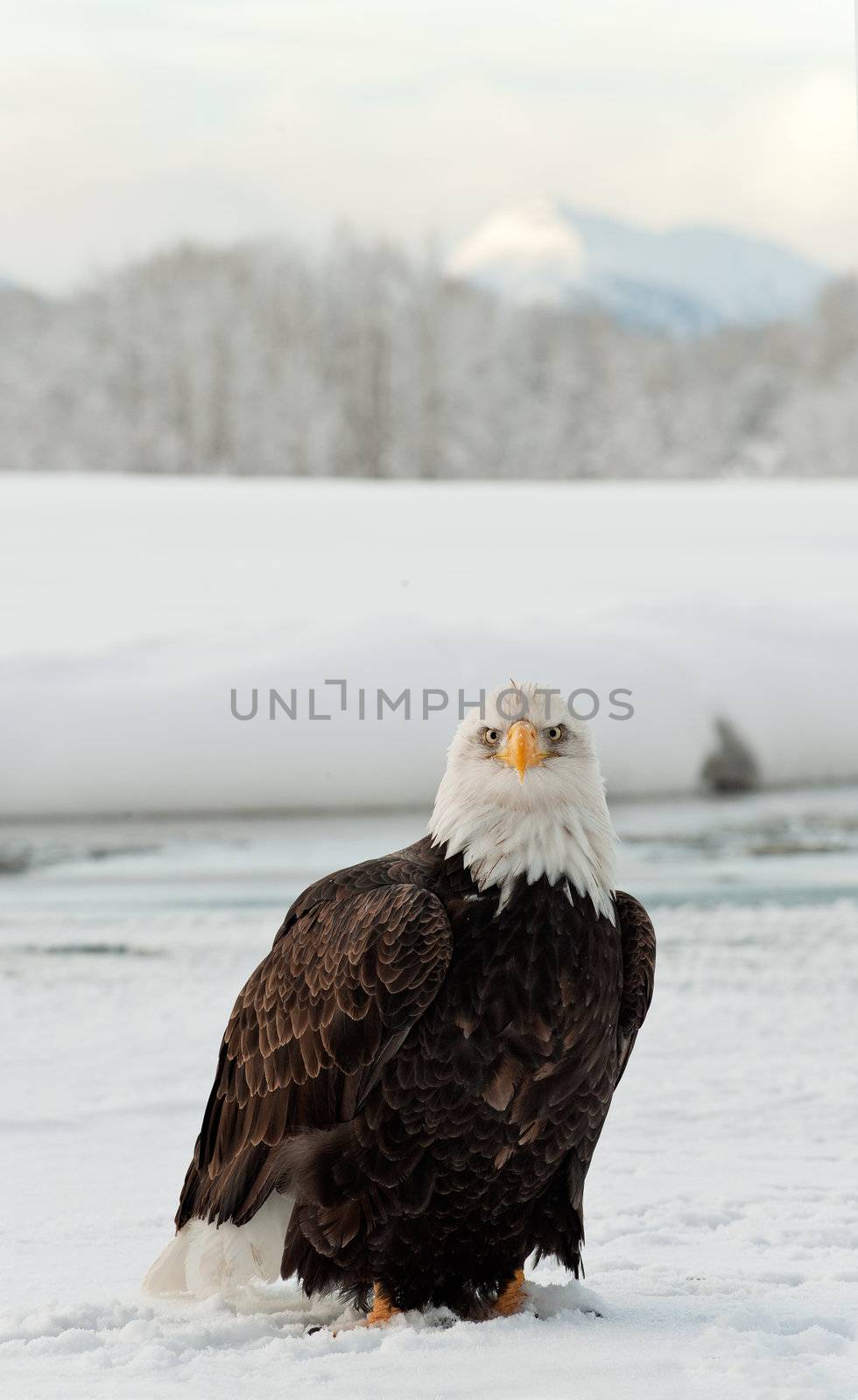 Portrait of Bald Eagle sitting on snow. Haliaeetus leucocephalus washingtoniensis