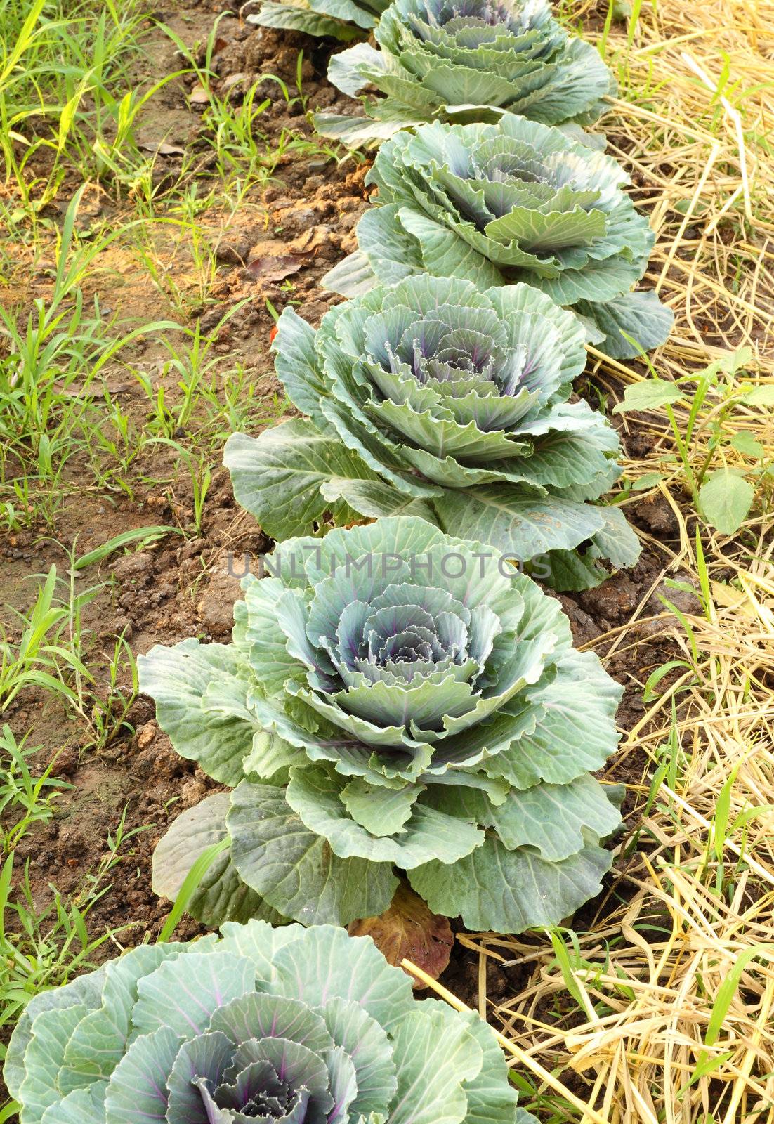 Chinese kale vegetable on ground in garden