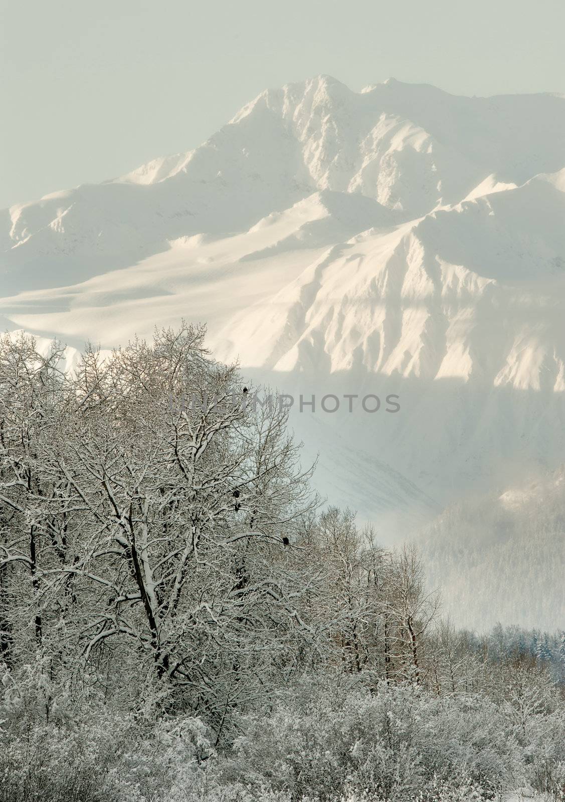 Snowcovered Mountains in  Alaska. Alaska Chilkat Bald Eagle Preserve. Alaska. USA