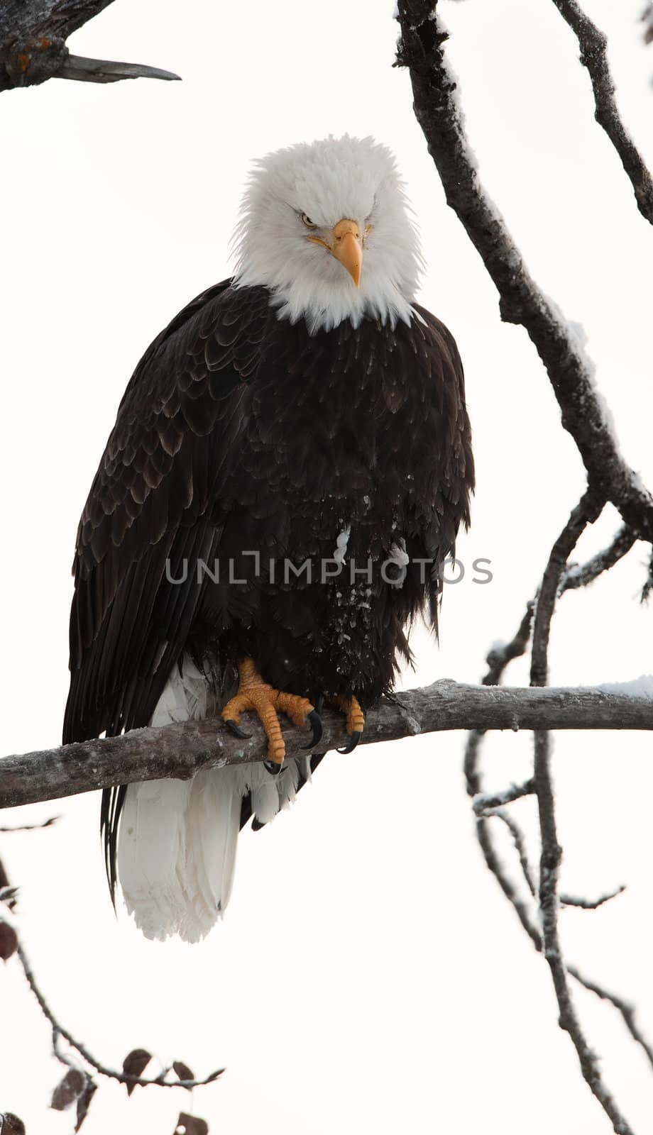 Bald eagle perched on branch by SURZ