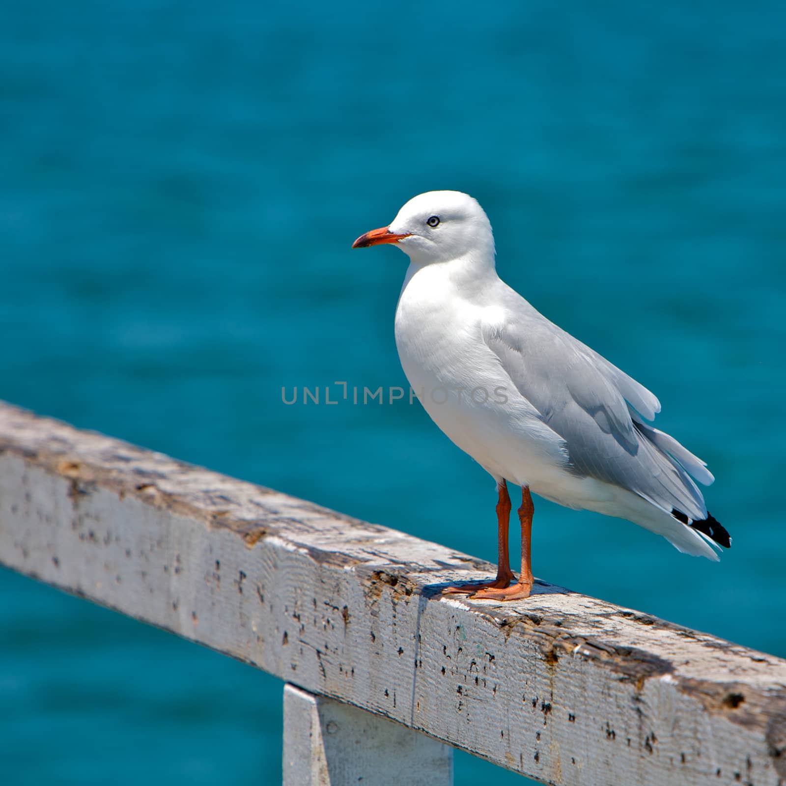 Seagull by instinia