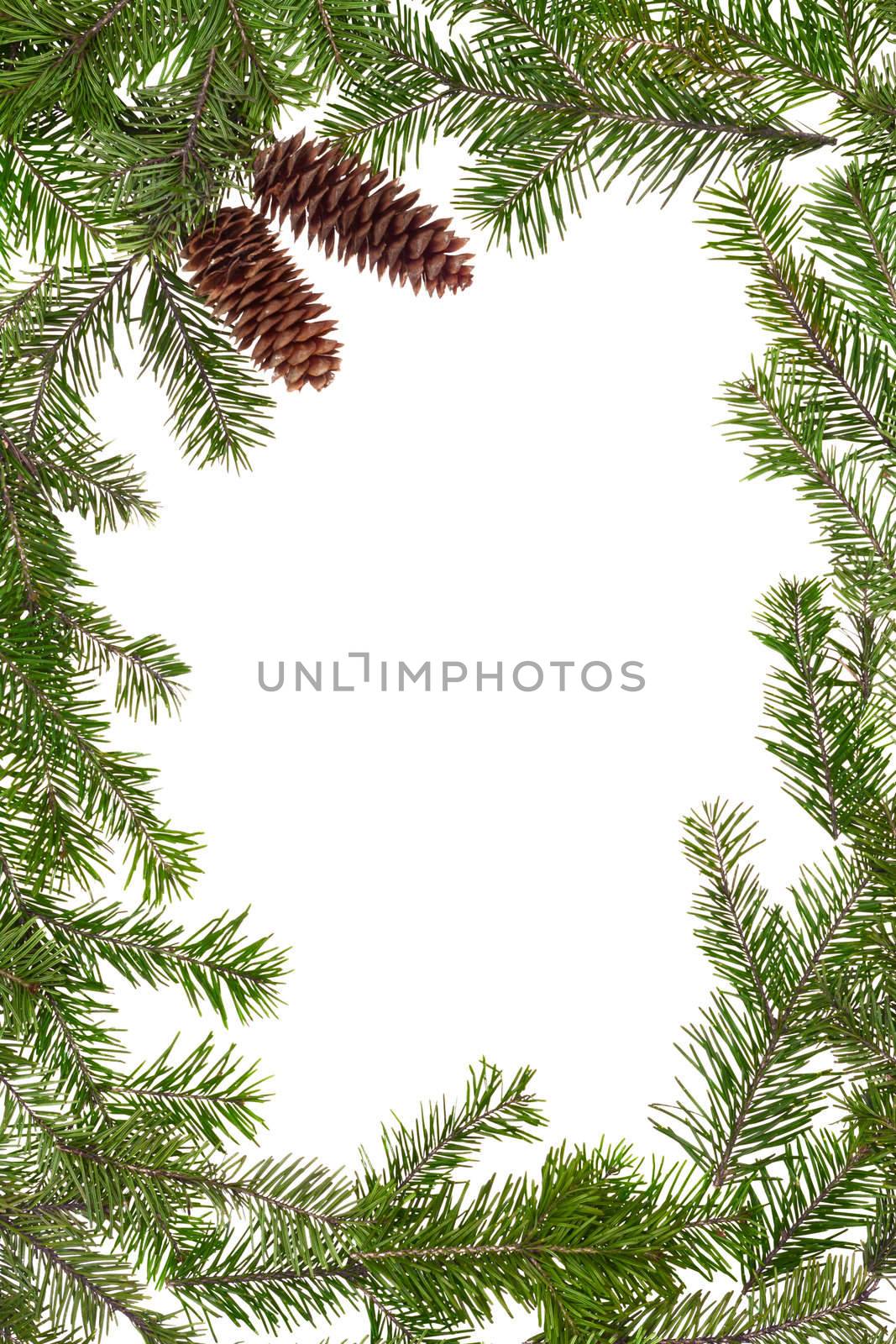 Christmas frame of the branches of pine, isolated on white background
