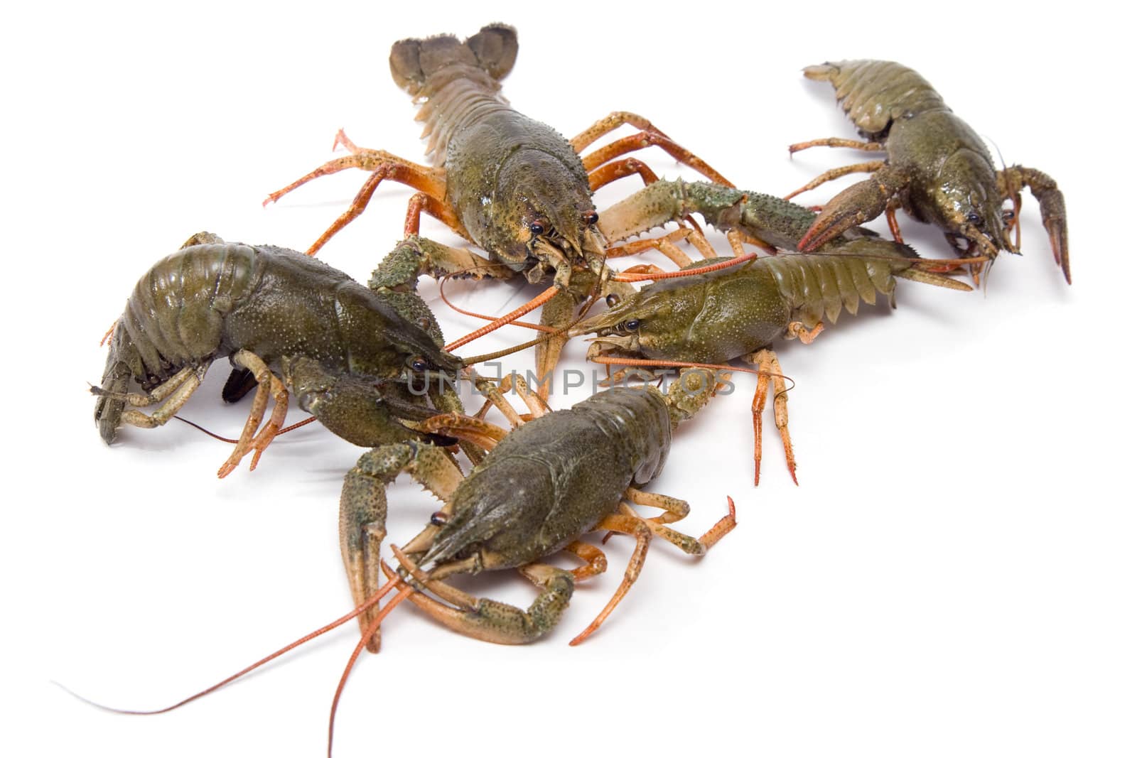 Five live crawfish on a white background