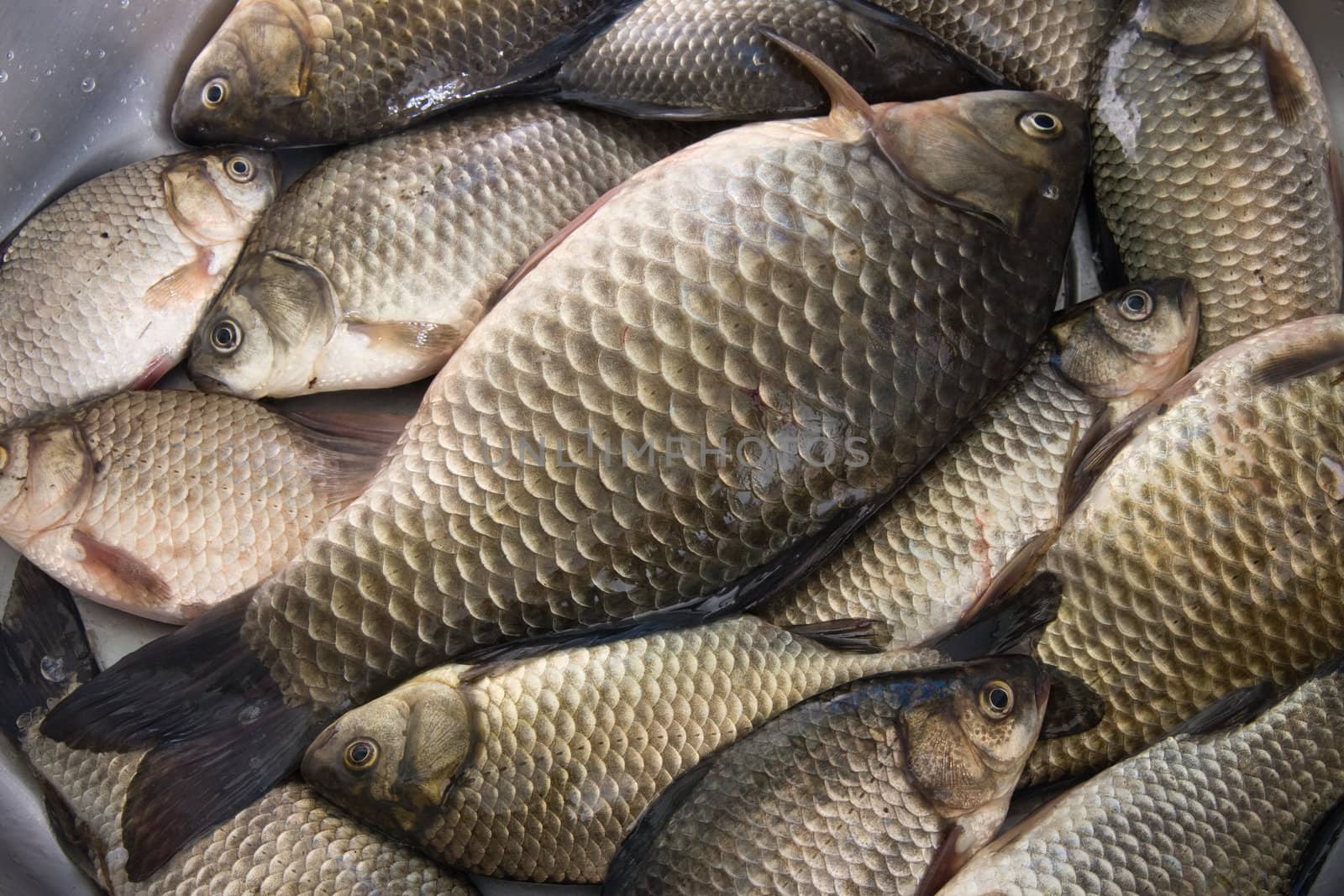 Fresh carp caught in Lake