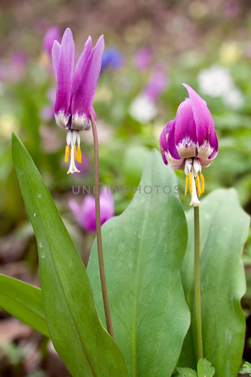 The Siberian primroses- Erythronium Sibiricum. Liliaceae. 