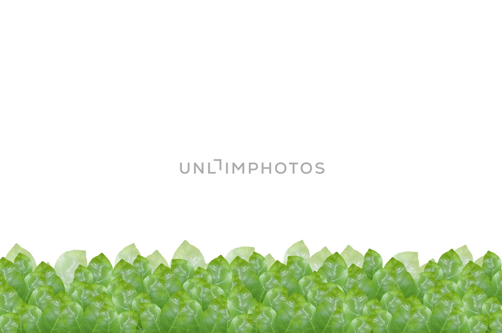 green leave on white background