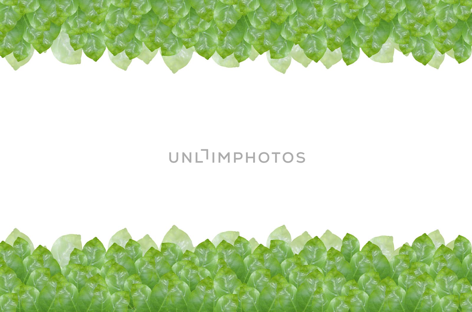 green leave on white background