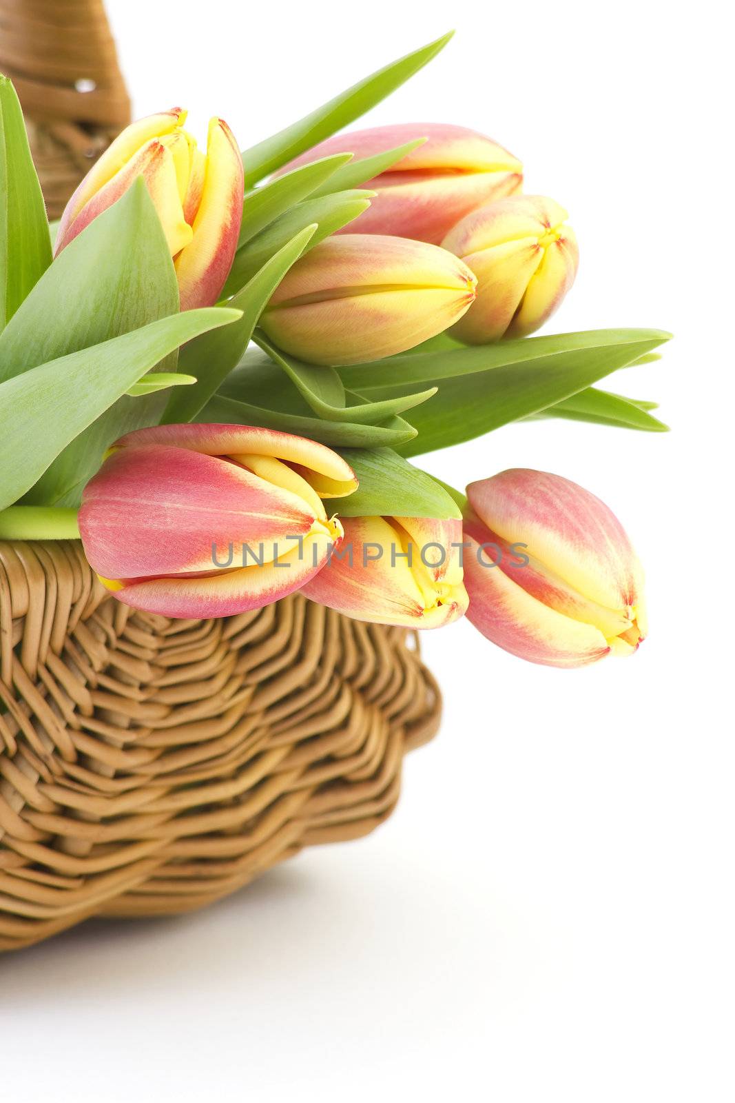 fresh tulips
