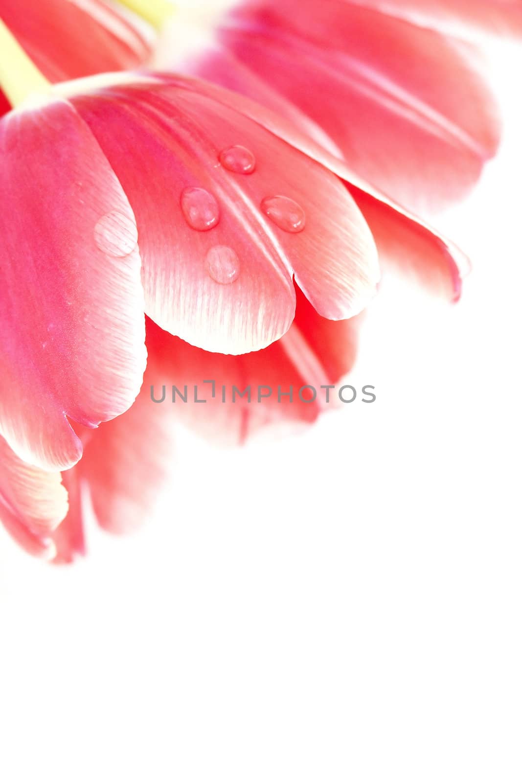 Macro shot of a water drop on red tulip petals 