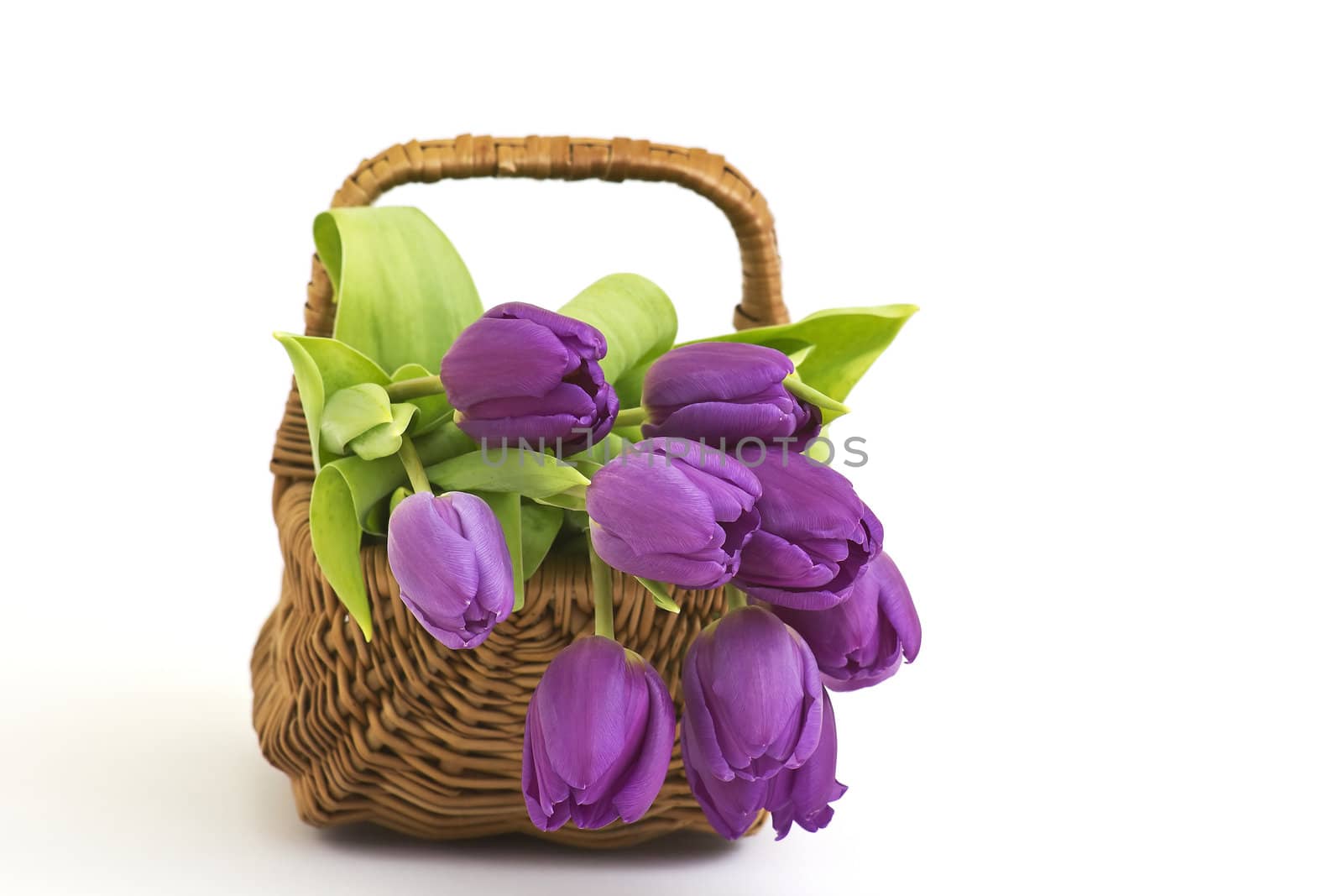 violet tulips