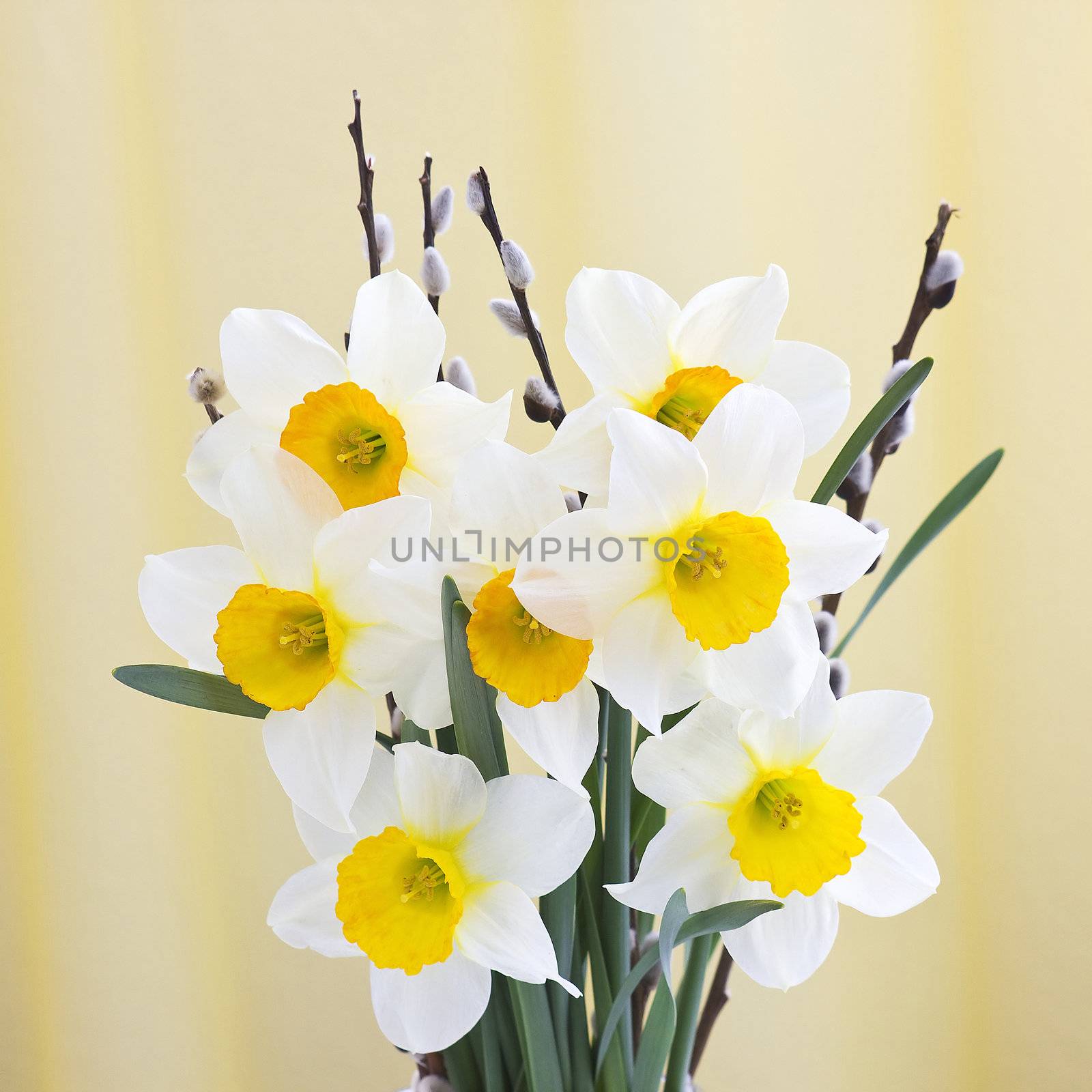 narcissus bouquet by miradrozdowski