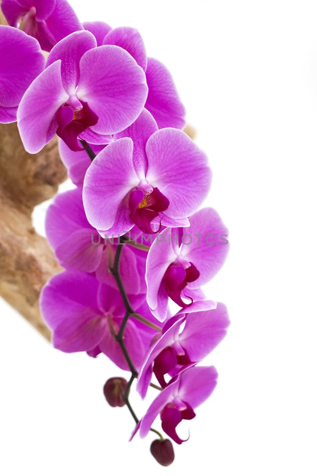 Beautiful purple orchid  - phalaenopsis by miradrozdowski