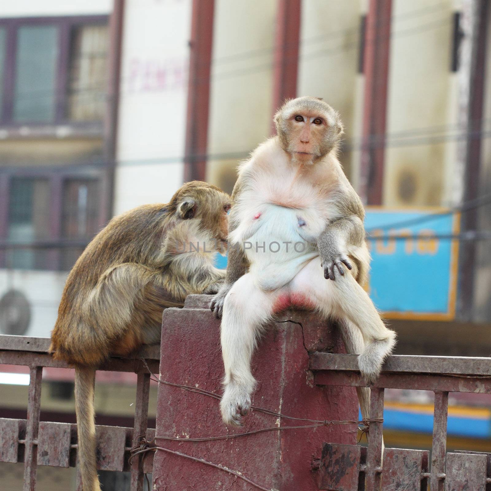 female monkey sitting on fence in the city