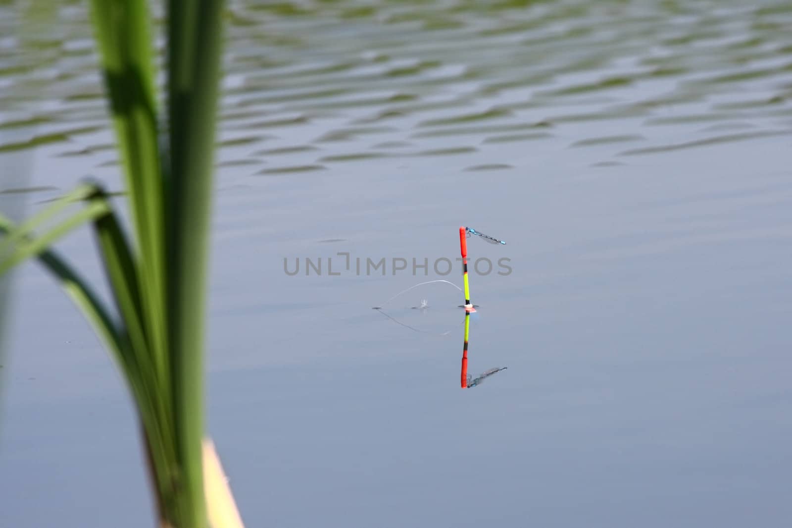 Fishing bobber and a dragonfly sitting on it

