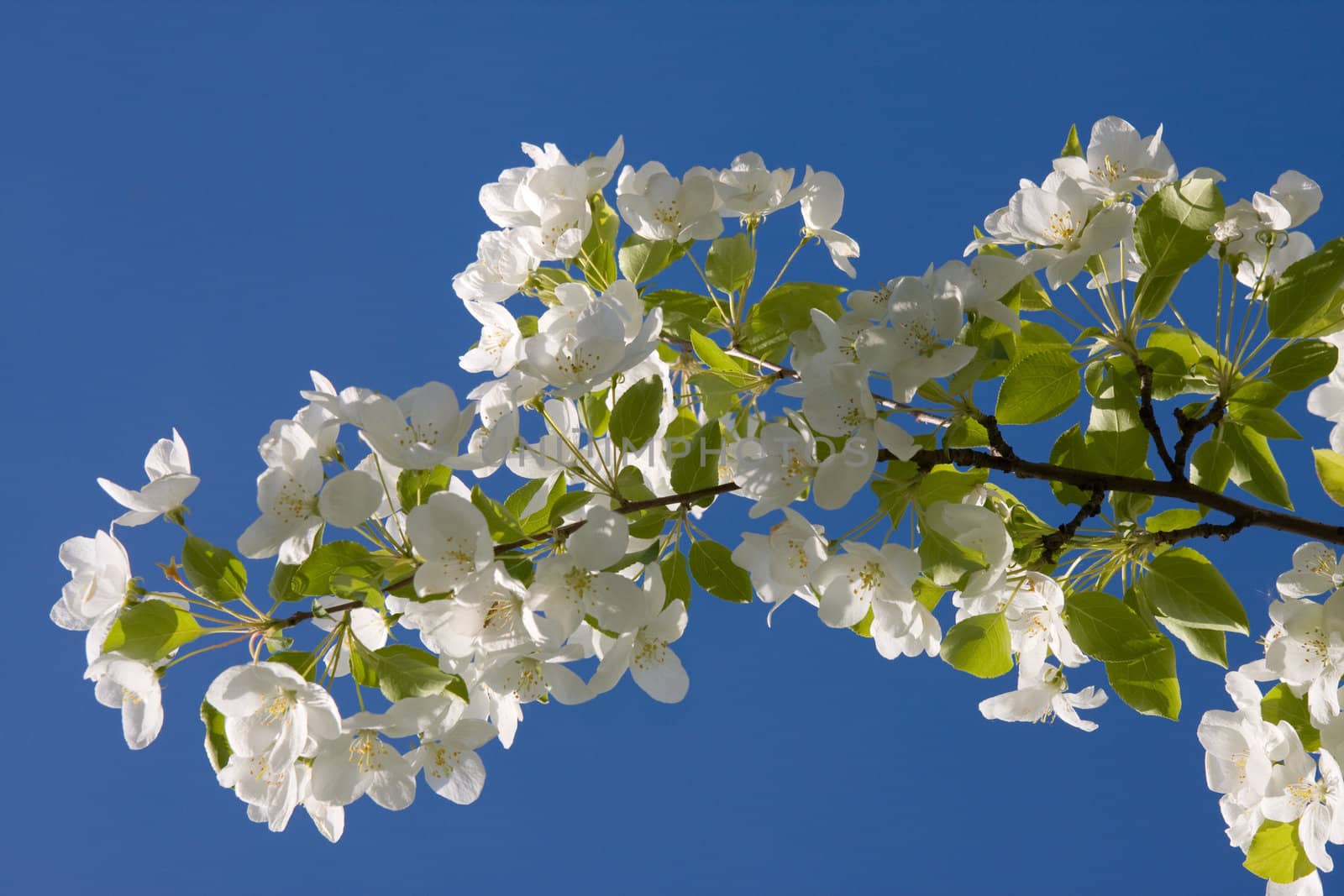 Blossoming branch of an apple-tree on a background of the blue sky