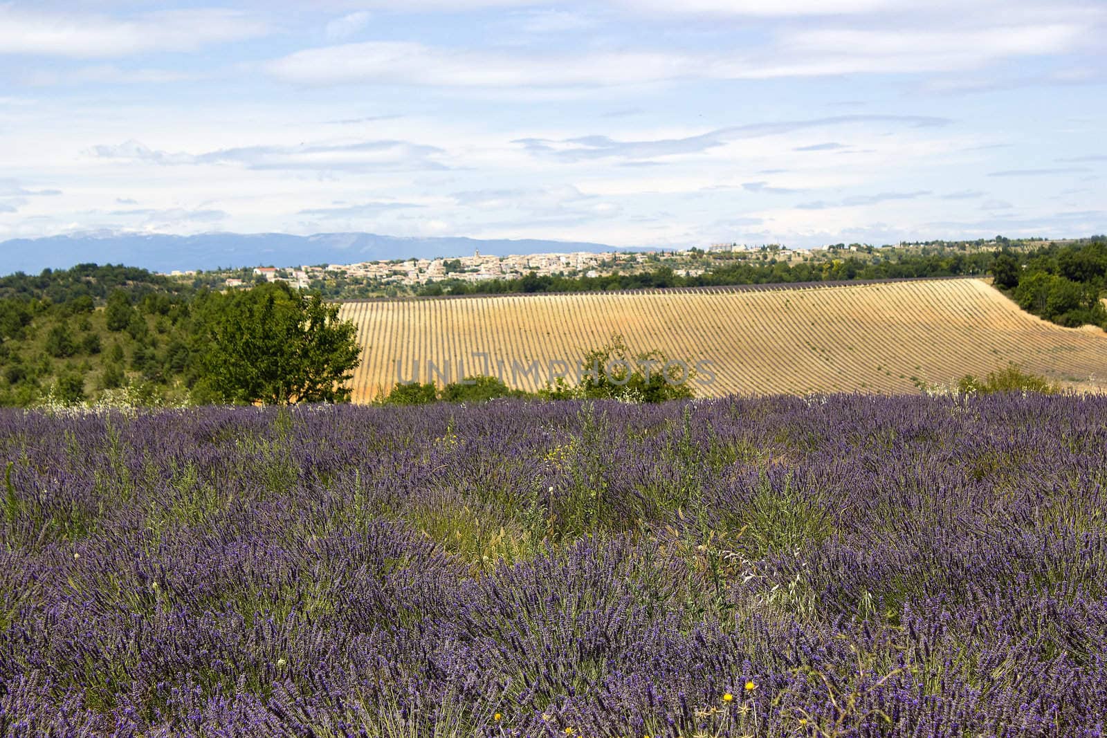 Lavender field in the region of Provence, southern France 