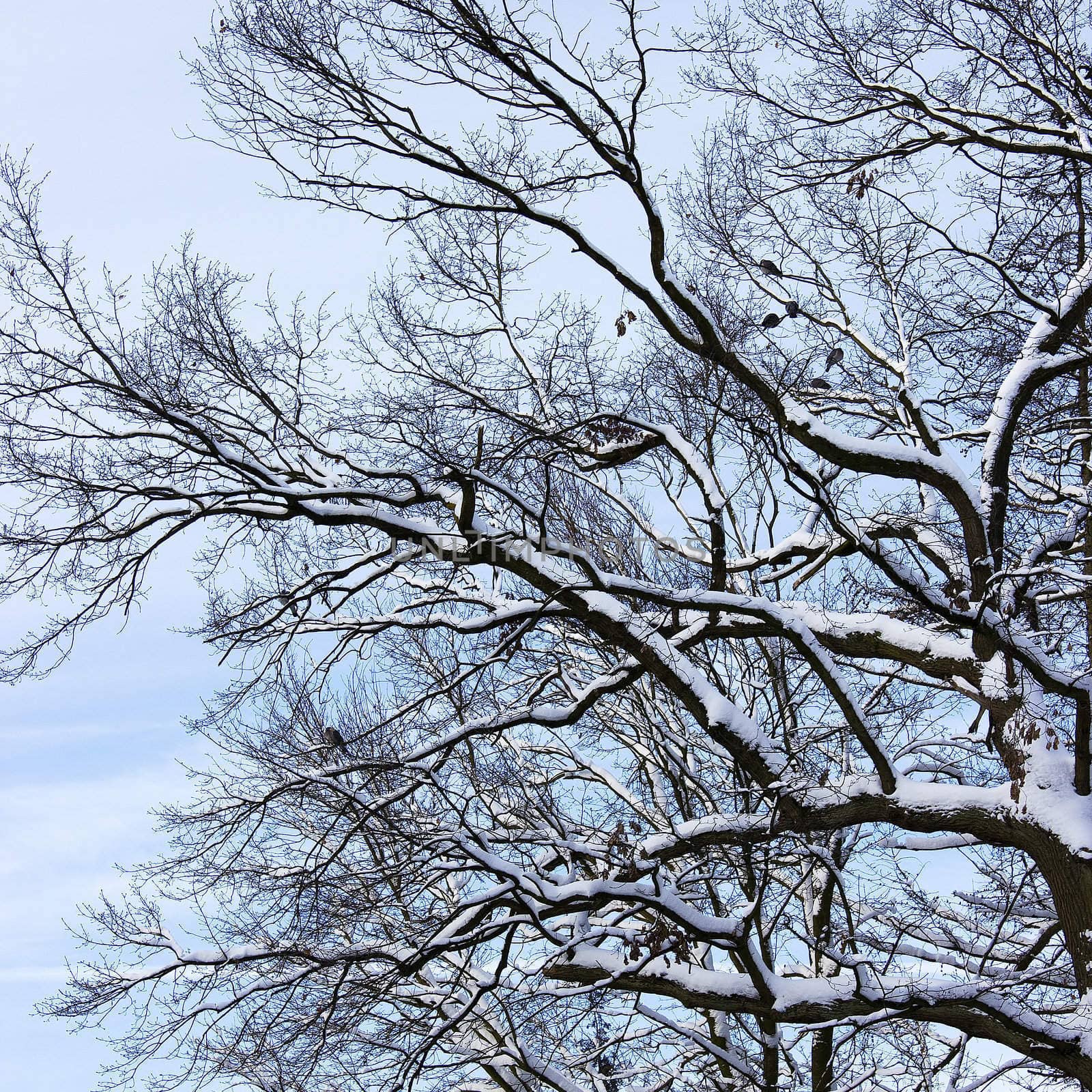 winter tree by miradrozdowski